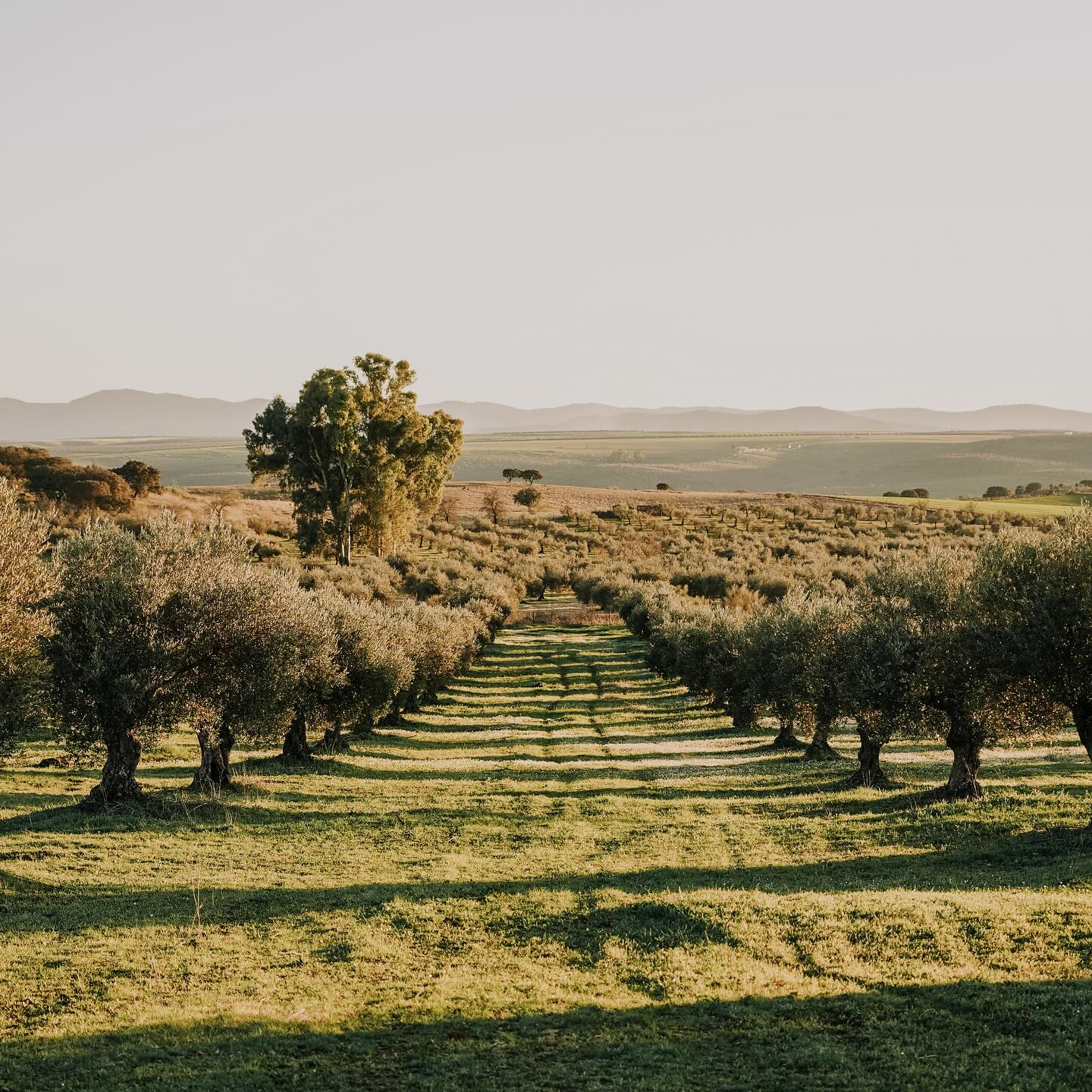 “Nuestros olivos, nuestra familia, nuestro aceite”