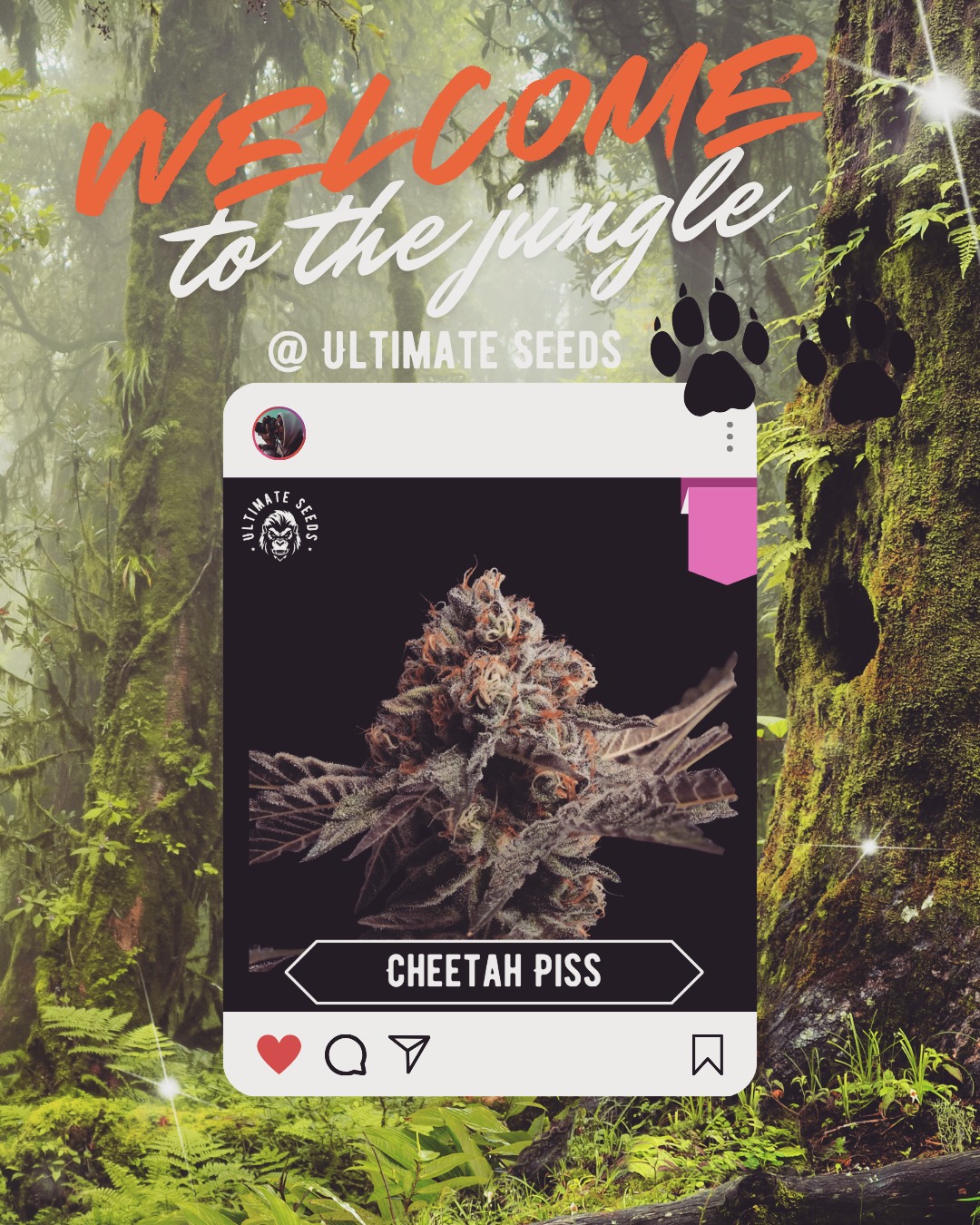 Discover the magic of the jungle with "Cheetah Piss" from Ultimate Seeds!🐆🐆🌴🔥