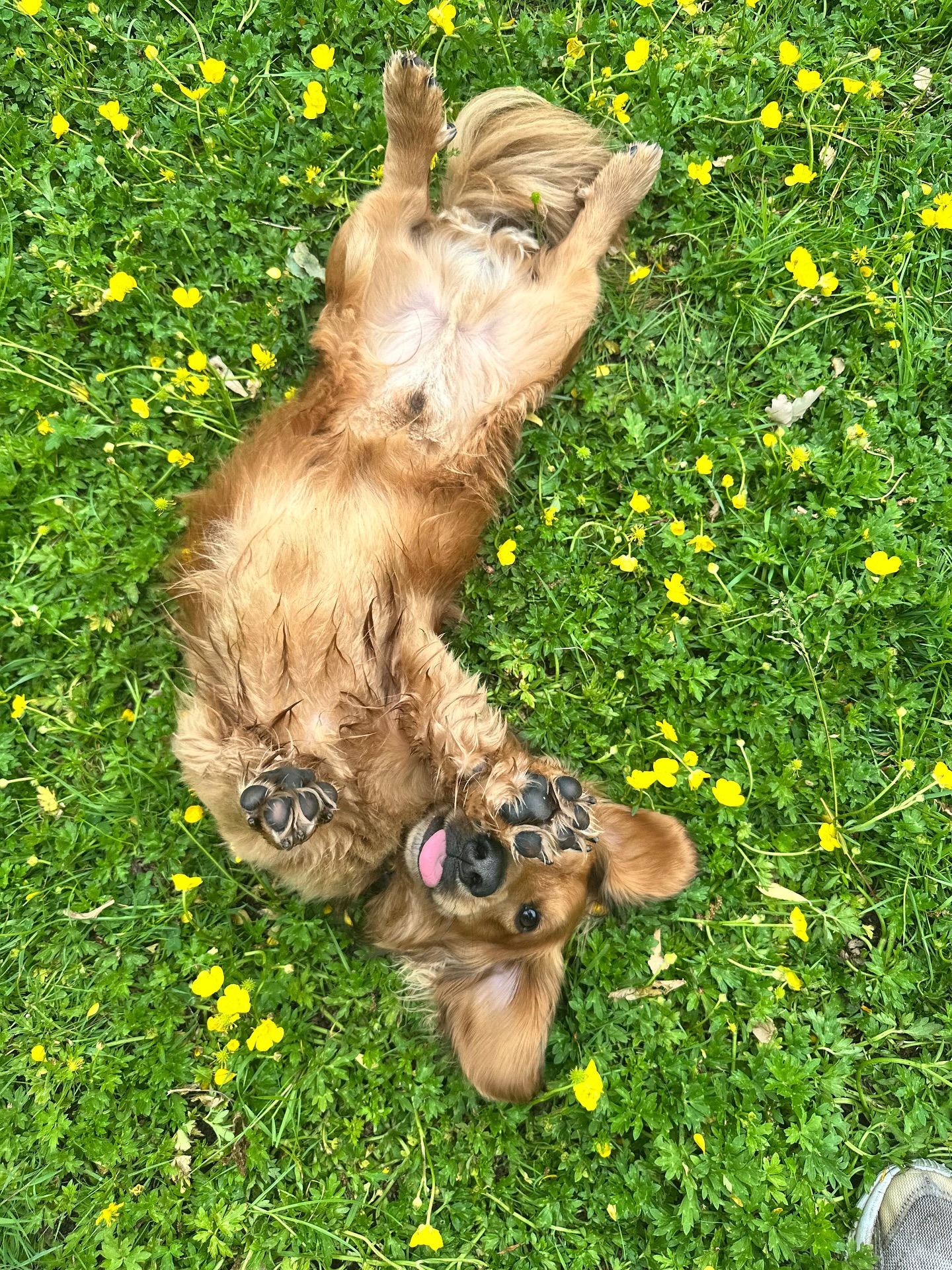 Have a pawsome day🌞💛🐾
.
.
.
.
.
.
#petstoplondon #doggydaycare #dogwalker #dogsofinstagram #dogcare #dachsundsofinstagram #londondogs #petsitter #doggo #parklife