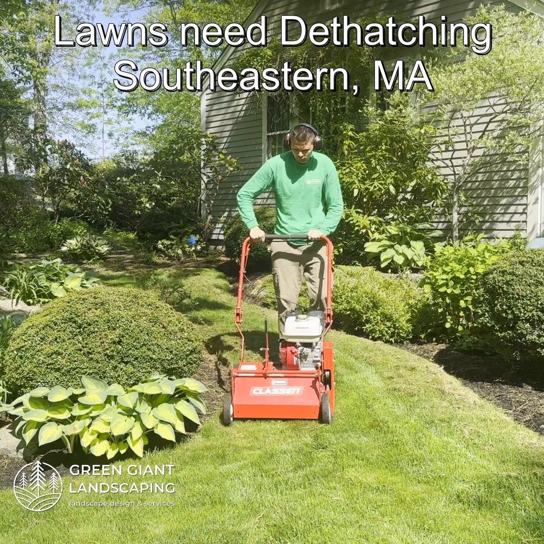 Lawn Dethatching in Summer: Why It Still Matters.
Landscaping Southeastern, MA.
Call now for your free quote!
Land clearing
Planting
Tree and shrub care
Seasonal cleanups
Old overgrown shrubs removal
Mulch installation
Garden maintenance
Weed barrier fabric
Bobcat services
Professional Landscape Design.
https://www.greengiantlandscaping.com/post/lawn-dethatching-in-summer-why-it-still-matters
Phone:
+1 413-406-9094
#landscaping #landscapedesign #gardening #gardendesign #landscaper #landscapearchitecture #treeandshrubtrimming #mulch #Massachusetts #southshore #newton #boston #hingham #marshfield #scituate #NewtonMA #scituatema #milton #canton #wellesleyma #SpringCleaning #shrubtrimming #shrubcare #plantingseason #plantingtrees #plantingdesign #gardentransformation #springcleanup #mulching