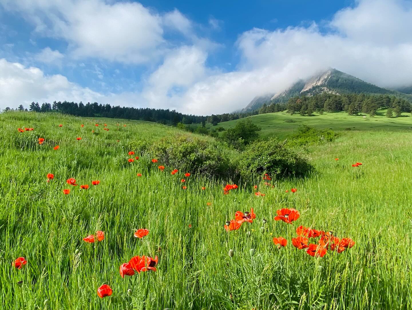 My happy place #boulder #colorado #beautiful #mountains #nature #gratefull #happy #wildflowers #outside #colorado_chautauqua