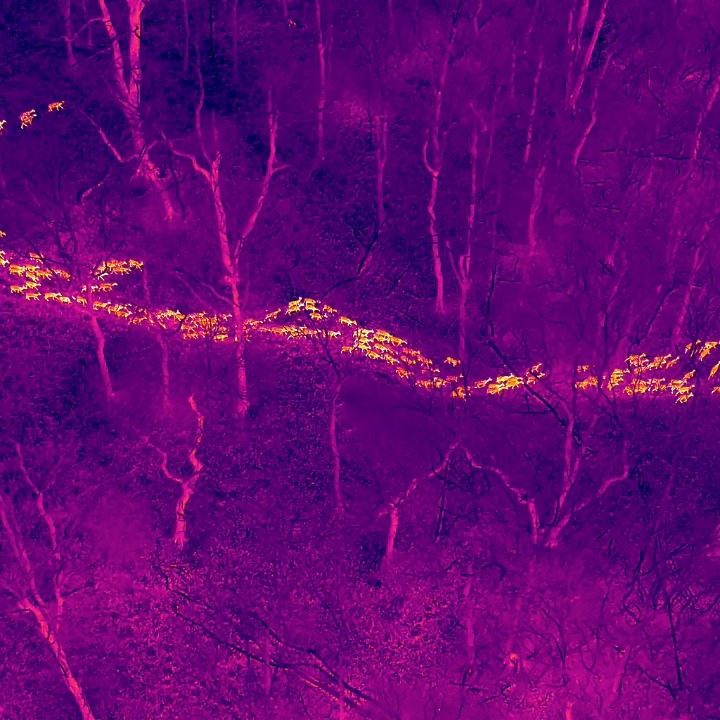 This Fallow deer herd was filmed earlier this year — just one part of a much larger group that gathers daily.
In parts of England, these ‘super herds’ can reach up to 1,800 deer 🤯
Our thermal drone surveys make it possible to count and monitor them without disturbance. Quick, accurate and game-changing for wildlife management.
🎥 Shot using our high-res thermal and zoom drone kit.
#wildlifesurveys #fallowdeer #thermaldrone #deercensus #conservationtech #wildlifemonitoring #naturefromabove #droneview #ecologyinaction