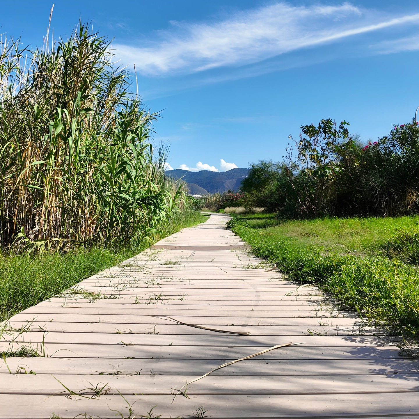 🌿 A quiet boardwalk through Mediterranean vegetation under the clear sky of Capo Peloro.
Step by step, the landscape transforms until the path gently reaches the beach, where land and sea meet. 🌊
.
.
.
📸 @VisitCapoPeloro | Exclusive use – ask before sharing
.
.
.
#CapoPeloro #VisitCapoPeloro #PuntaDelFaro #TorreFaro #Messina #VisitMessina #DiscoverMessina #Sicily #VisitSicily #MediterraneanLife #SicilianLandscape #NatureTrail #MediterraneanVibes