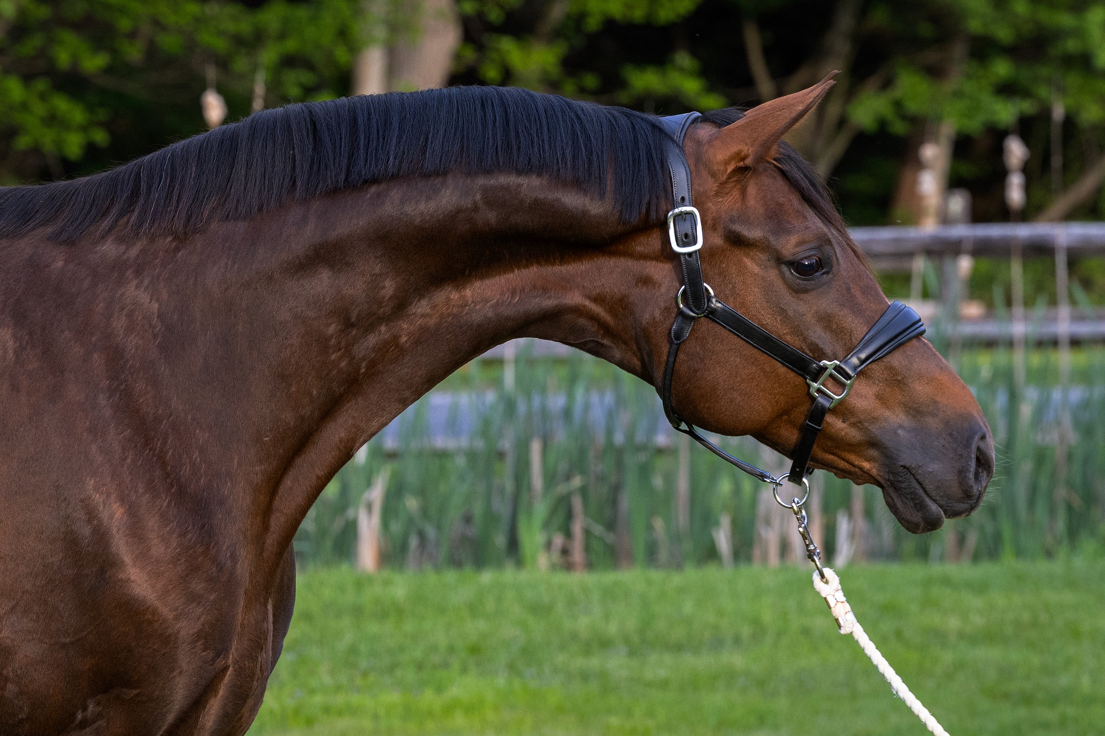 Our first, and now proving herself in breeding — the beautiful Han. Pr. Fabienne QC (Franziskus x Royal Classic x Diamond Hit)
#quanticosporthorses #equine #horses #horsesofinstagram #breedingwithapurpose #breedingforthefuture #dressage #dressagehorse #franziskusstallion #hanoverian #hannoveraner #americanhanoveriansociety #liverchestnut #maresofinstagram #hanoverianpremiummare