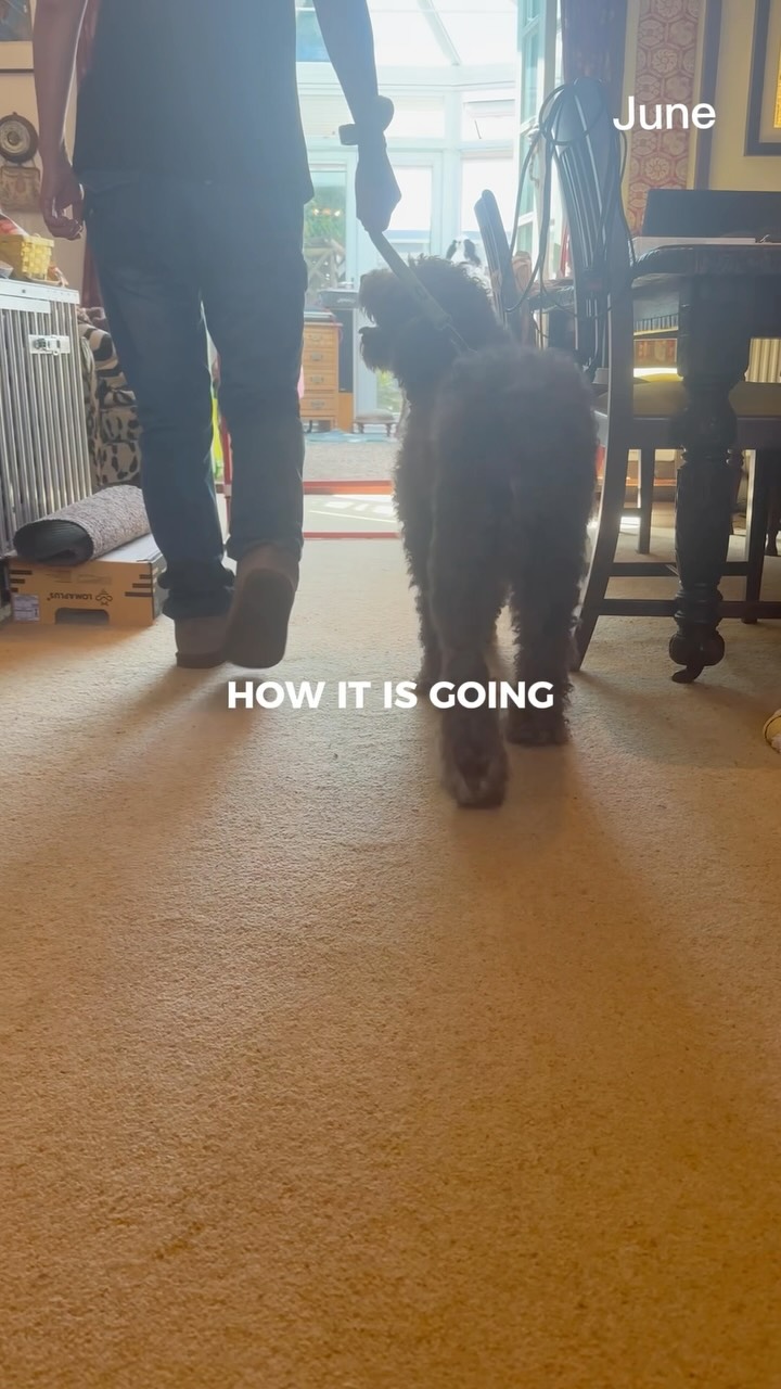 ✨We love to see your progress! ✨
Spanish Water Dog Bruno was referred by @mooresortho following his TPLO surgery to aid his recovery.
🐾 With his owner’s dedication and our catered physiotherapy programme, Bruno has been gaining his strength, confidence and mobility in his operated leg.
🐾 Bruno has been enjoying going back to enjoying his walks and has been a lot happier and playful in himself. Not bad for a 10 year old at all, go Bruno!
If your dog has been recently diagnosed with cruciate ligament injury, or has undergone surgical treatment, we are happy to chat to you about how we can help your dog’s recovery 🐕
#veterinaryphysiotherapy #cruciateligament #tplorecovery #caninerehabilitation