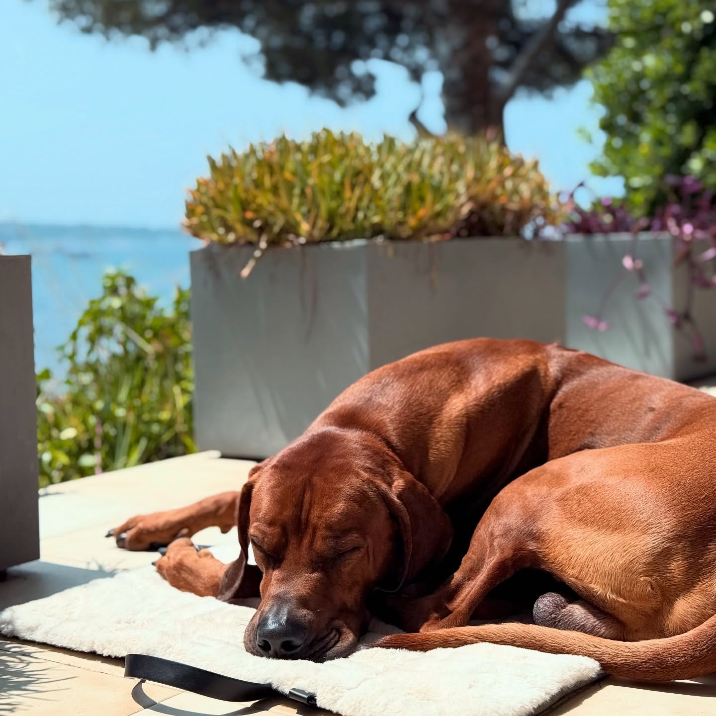Wenn die Sonne am höchsten steht, ist es Zeit für die Magie der Erholung: der Mittagsschlaf!
.
.
#🐶 #rhodesianridgeback #naptime #hundeliebe