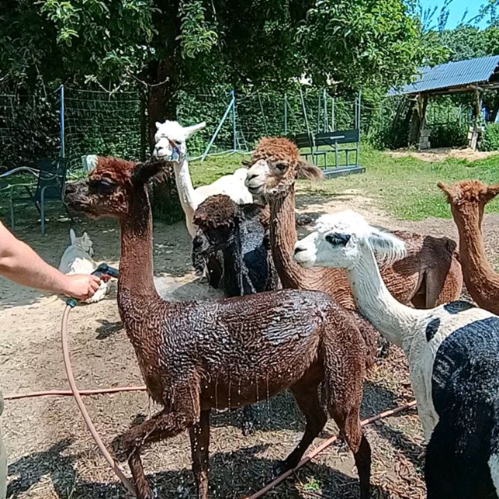 Unsere kleinen Genießer 💦🔆🦙!
#alpaka #alpaca #sommer #genießen #obstwiesenalpakas #badmünstereifel #euskirchen #ahrtal #köln #wasser #abkühlen #nice #bonn #sonne #sosweet❤️