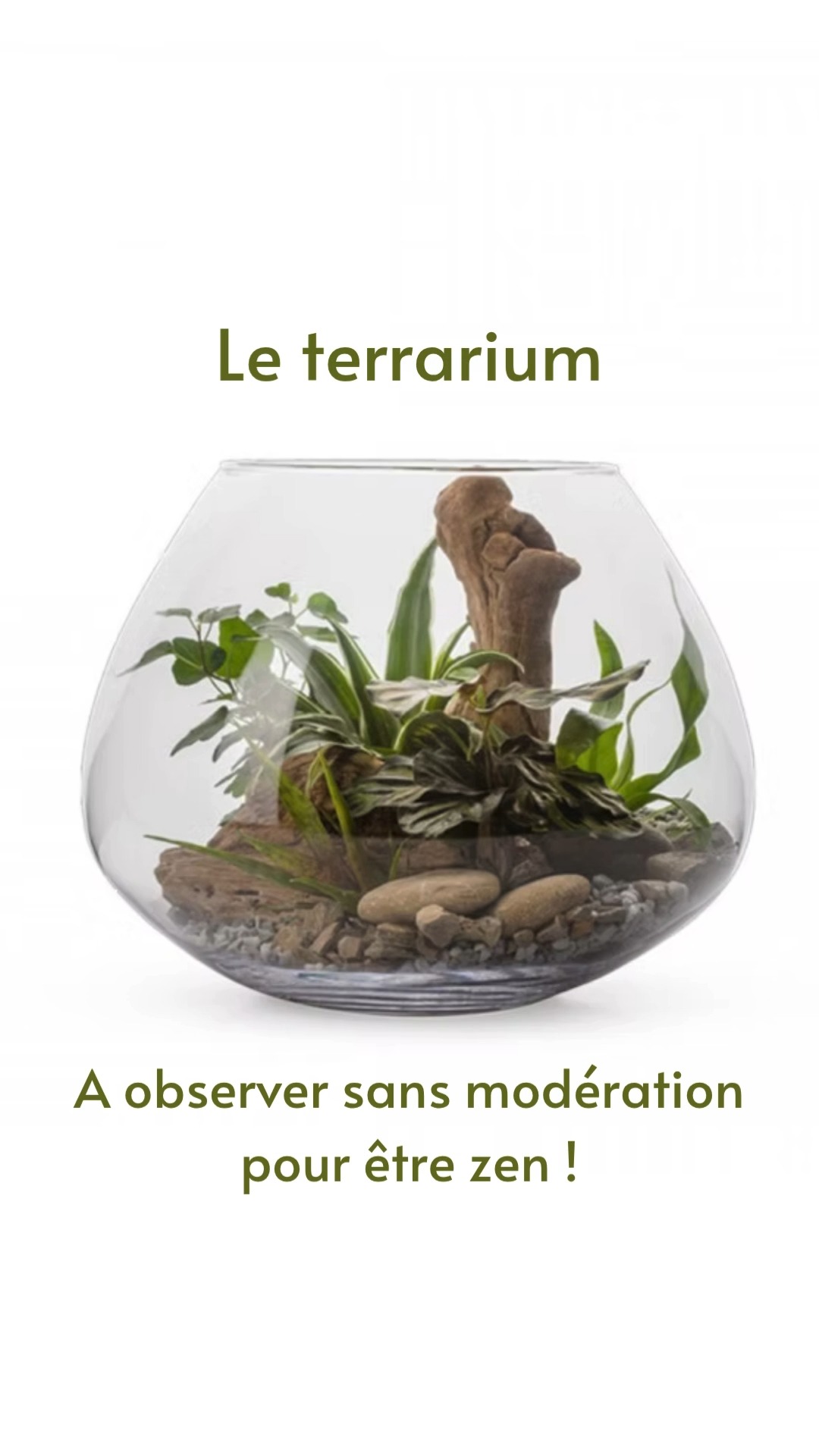 Avantages d'une plante dans son bureau:
🧘 offre une pause mentale réparatrice,
👁️ défatigue les yeux en posant son regard ailleurs que sur l'écran,
🪴 nécessite très peu d'entretien,
🎁 c'est un cadeau original !
#orvegetal #fleuristepau #fetedesperes2025 #CadeauZen #BienEtreAuTravail #PapaZen #CadeauUtile