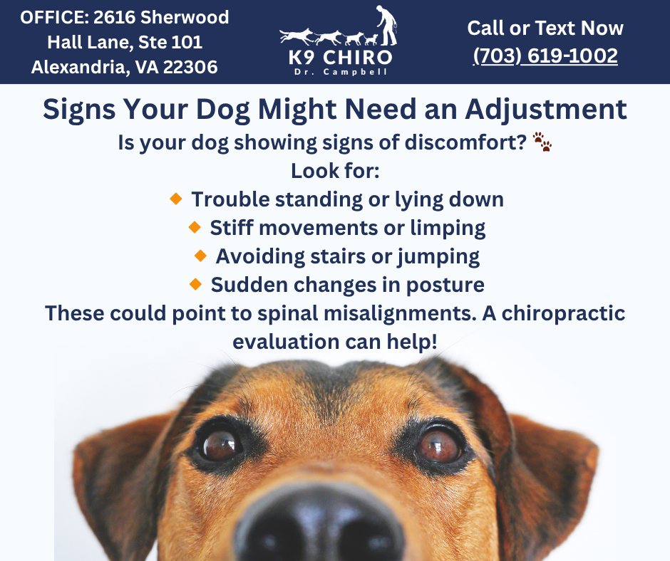 Signs Your Dog Might Need an Adjustment
Is your dog showing signs of discomfort? 🐾
Look for:
🔸 Trouble standing or lying down
🔸 Stiff movements or limping
🔸 Avoiding stairs or jumping
🔸 Sudden changes in posture
These could point to spinal misalignments. A chiropractic evaluation can help with Dr. Thomas Campbell.
https://www.campbellk9chiro.com/
#HealthyPup #PetMobility #ChiropracticCareForDogs #CampbellK9Chiro