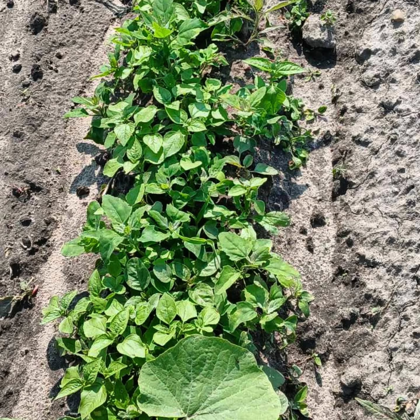 PRZED i PO- ręcznym usuwaniu "niechcianych" roślin.
Co sezon, co tydzień, co dzień ten sam trud, aby nasze plony miały szansę urosnąć, dojrzeć, zaowocować. Aby warzywa mogły czerpać wodę i składniki odżywcze z ziemi, choć często wydaje nam się, że to walka z wiatrakami.
Na szczęście mamy wsparcie ludzi, dla których taka praca i taka uprawa warzyw #bezchemii to była dawniej "normalność", teraz dbają o to, abyśmy mieli co certyfikować😉
#ekouprawy #WarzywaEkologiczne
#biowarzywa #chwasty #damyradę #bezchemii
#warzywajakdawniej #codzienność
#wiemcojem #cukinia #walka