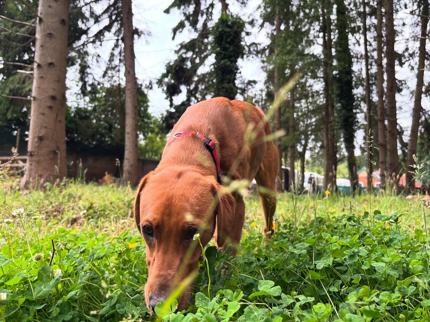 Big paws, big curiosity 🐾🌳 Exploring the shady spots and sniffing out woodland secrets—this explorer’s on a serious scent mission. Who needs a map when you’ve got a nose like that? 🍃🐶 #ForestExplorer #SniffariTime #PawsInTheWoods