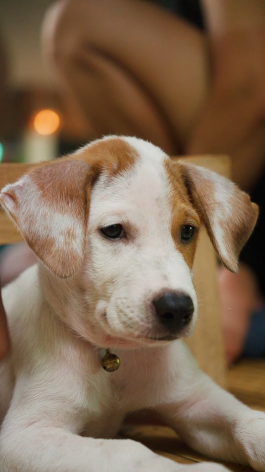 No discussions allowed, this is the cutest puppy on Koh Tao.
Living his dream life at Blue Chitta 🩵