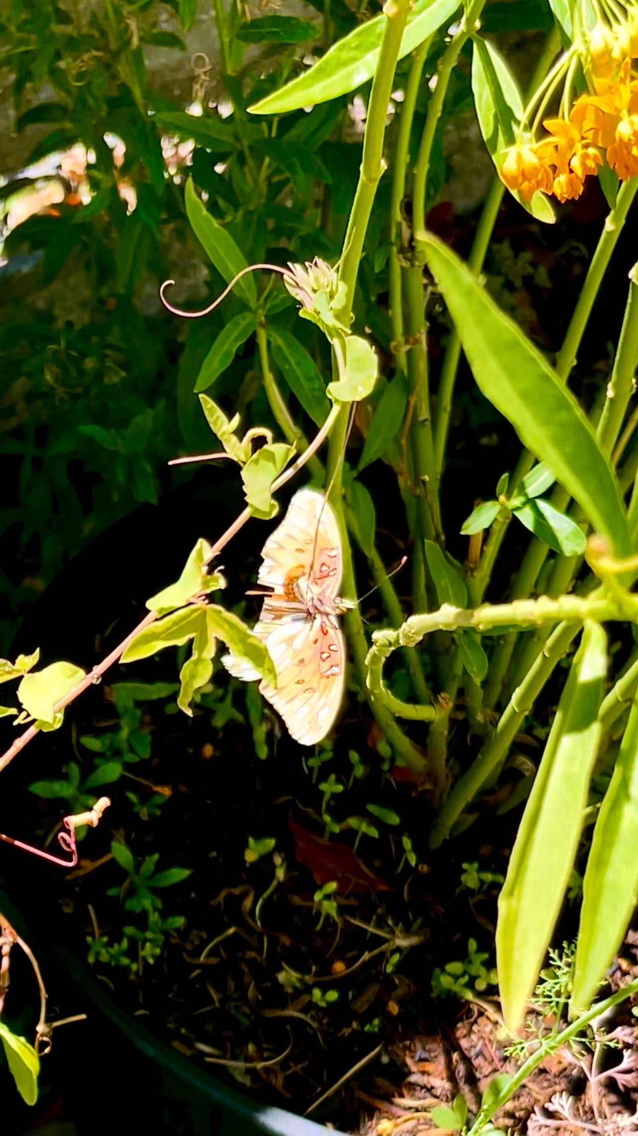 ✨ A magical moment in the garden! ✨ Watch this stunning Gulf Fritillary gracefully flutter around our passion vine, searching for just the right spot to lay her tiny golden eggs. 🐛💛 Did you know Gulf Fritillaries only lay eggs on passionflower plants? Nature knows exactly what it’s doing 🌿🦋
#GulfFritillary #ButterflyGarden #PassionVine #ButterflyEggs #PollinatorParadise #BackyardButterflies #Blackborg #ButterflySanctuary #MonarchsAndMore #NatureMoments #ButterflyLifeCycle #GardenMagic