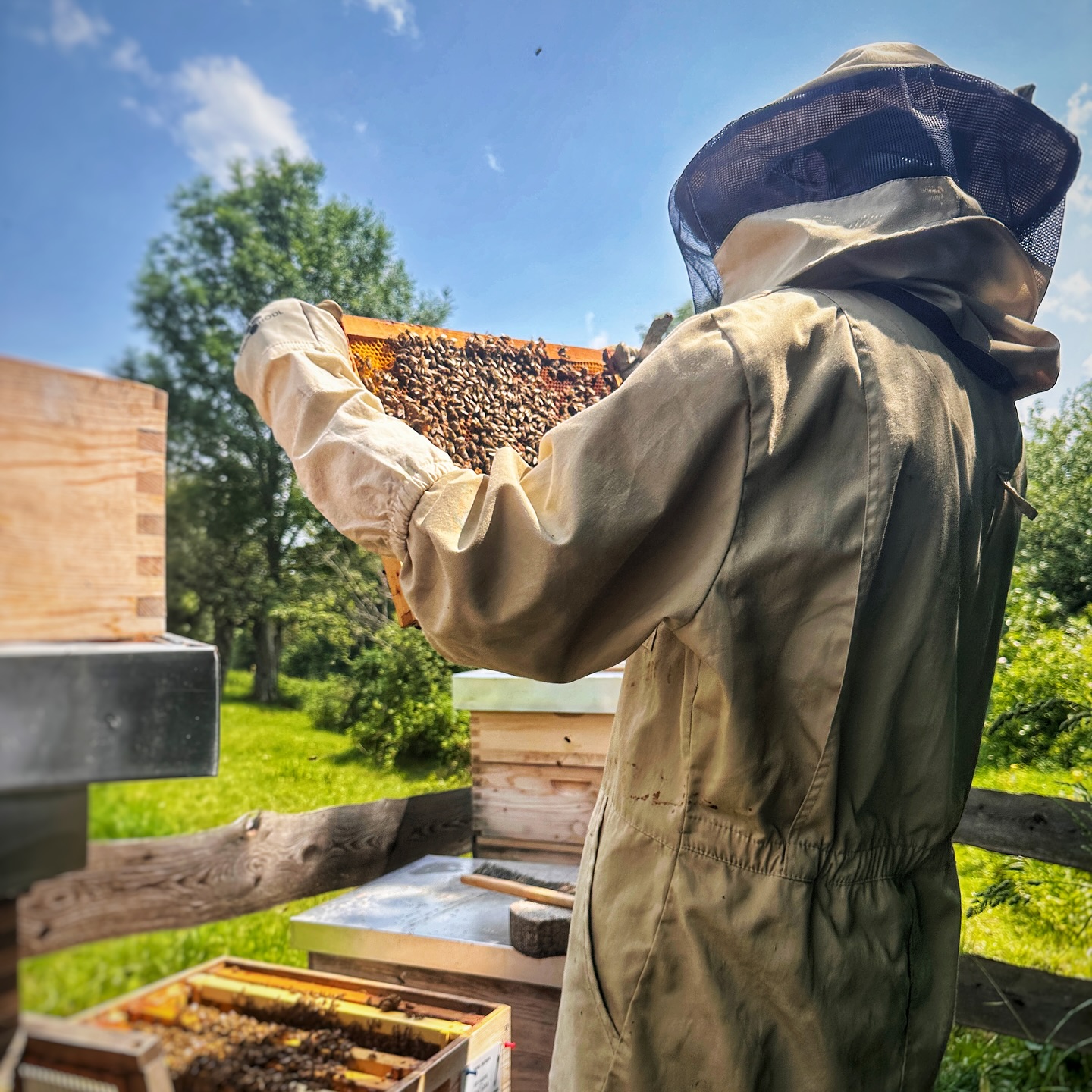 Raw Honey!? 🍯
Der Begriff kommt aus dem Englischen und wird vor allem auf Social Media ständig verwendet. Gemeint ist damit nichts anderes als naturbelassener, unbehandelter Honig, der nicht erhitzt, nicht stark gefiltert und vor allem nicht mit Zucker gestreckt wird.
In Österreich gibt es klare Richtlinien, die eingehalten werden müssen, um Honig zu produzieren. Jeder echte Imkerhonig ist „Raw Honey“.
Gerade kleine, regionale Imkereibetriebe arbeiten mit viel Liebe und fernab von Massenproduktion. Bei uns steht das Wohl der Bienen im Mittelpunkt. Unsere Bio-Kontrollstelle sorgt dafür, dass alle Vorgaben eingehalten werden, um die Bio-Qualität zu sichern.
Wer Honig direkt von uns kauft, entscheidet sich für echte Qualität, Regionalität und Tierwohl.
🫶
#rawhoney
#honigvomimker
#echterhonig
#biohonig
#imkerei
#regionaleköstlichkeiten
#bienenliebe
#bienenretter
#honigliebe
#naturliebe
#nachhaltigleben
#natürlichgut
#handgemacht
#ausliebezurnatur
#bienenprodukte
#saisonalregional
#bioliebe
#honiggenuss
#supportlocal
#kleinebetriebe
#heimatliebe
#imkerleben
#instahoney
#slowfood
#honigmanufaktur
#bienenfreundlich
#bienenschutz
#supportsmallbusiness
#bioimkerei
#österreichimbker