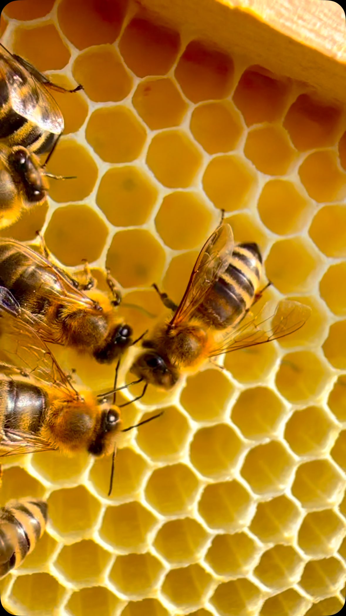 Hochbetrieb im Honigraum 🍯
Im Juni ist in unseren Bienenstöcken Hochsaison. Die Honigbienen sind jetzt täglich unterwegs, um den süßen Nektar von Sommerblüten zu sammeln. Bis zu zehn Mal am Tag fliegt eine Biene aus, auf der Suche nach Nahrung. Dabei besucht sie rund 250 bis 300 Blüten täglich. In der warmen Jahreszeit läuft die Honigproduktion auf Hochtouren. Die Bienen lagern den gesammelten Nektar ein und wandeln ihn Schritt für Schritt in Honig um. Noch bis in den Herbst hinein lassen sich die Damen bei ihrer wichtigen Arbeit beobachten. Während eine Bienenkönigin bis zu fünf Jahre alt wird, lebt eine Arbeiterin im Sommer meist nur etwa sechs Wochen – ein kurzer, aber äußerst fleißiger Lebensabschnitt!
🫶
#Bienen #Honig #Naturwissen #WusstestDuSchon #Bienenliebe #Bestäuber #FleißigeBienen #Sommerblüten #Honigbiene #Insekten #Bienenretter #SaveTheBees #Bienenfakten #Umweltschutz #Nachhaltigkeit #Naturfreunde #Naturwunder #Biodiversität #Ökologie #Naturschutz #WeltderBienen #Tierwissen #LernenMitSpaß #Bienenvolk #Blütenpracht #Naturbeobachtung #GrünerLeben #Wissenswert #WunderderNatur #BildungfürAlle