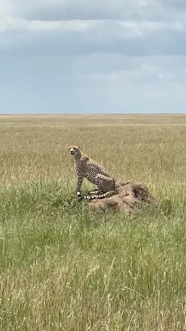 Thankyou @traveling.yankee for sharing your precious moments with your family 🥰 #ExploreArusha #TripQuest #wildAfrica #safariadventure #africatravel #africatour #KenyaSafari #NgorongoroSafari #WildlifeAdventures #TanzaniaTravel