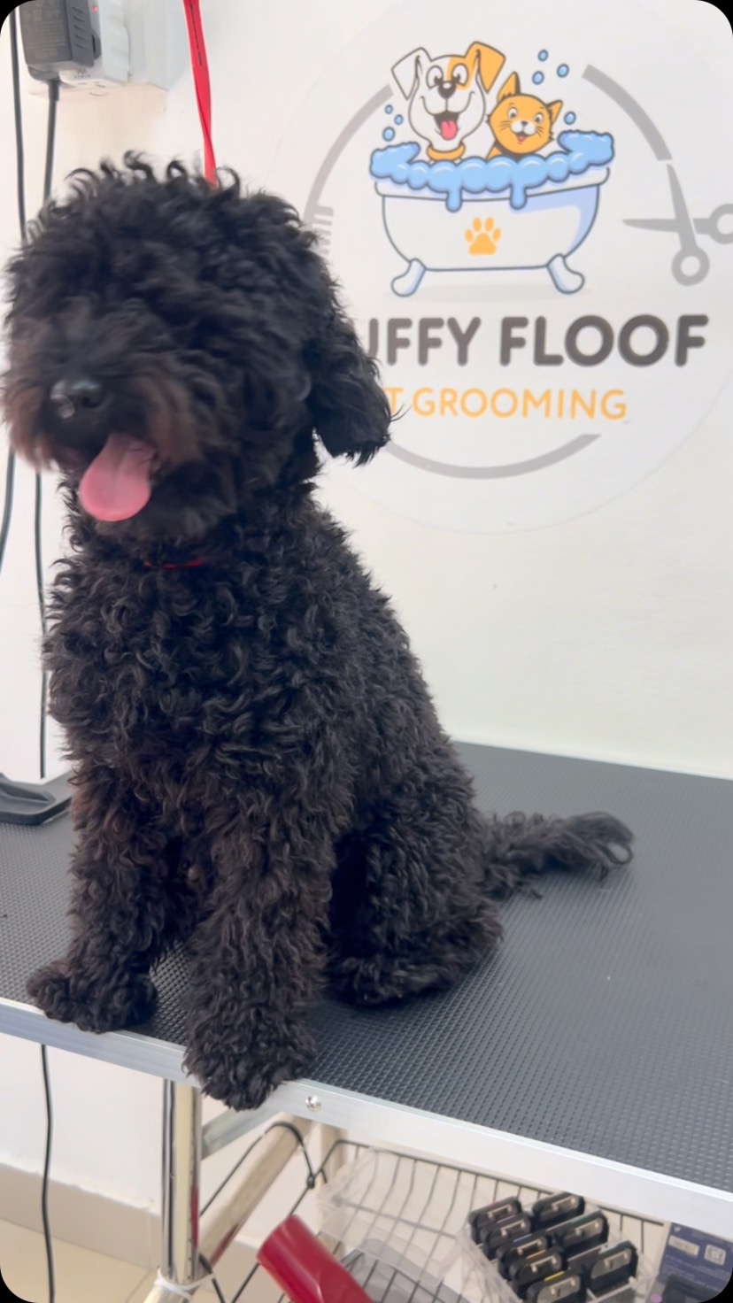 Black velvet vibes and puppy eyes 🖤
📱 Call or WhatsApp us on 050 3822 433 for bookings❗️
📍 Dubai - JVC - Al Dana Tower
🗓️ Opening hours : 9AM - 10 PM every day
#dubai #dubaidogs #dubaicats #jvc #dubaipets #fluffyfloof #maltipoo #PuppyPlaytime #maltipoo