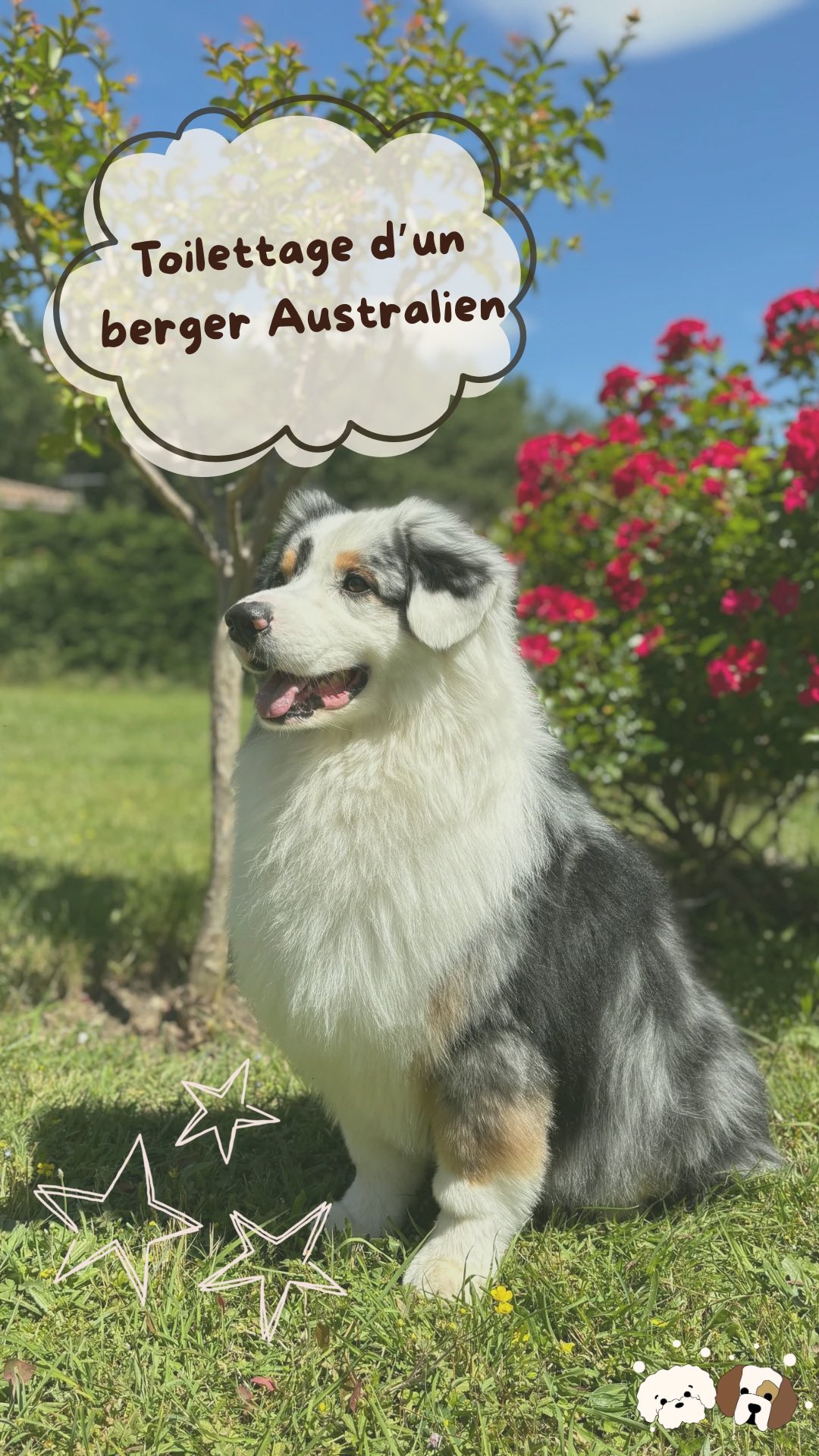 Toilettage complet pour Pixel, un magnifique Berger Australien 🐶✂️
Brossage, bain, séchage, finitions… il est reparti tout propre et tout beau ✨
Je vous montre toutes les étapes !
👉 Tu valides le avant/après ? Dis le moi en commentaire !
#toilettage #bergeraustraliens #toilettagedomicile #doggroominglife