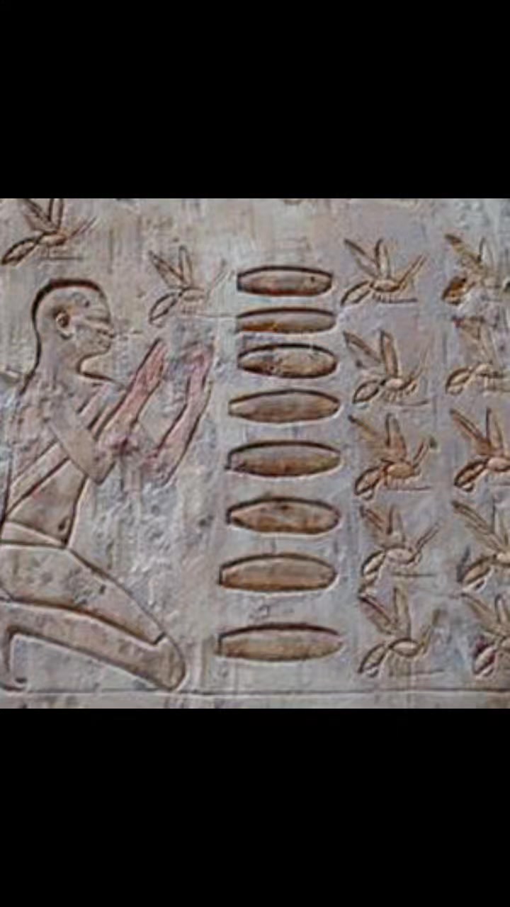 ✨ Ancient Buzz Fact! Did you know beekeeping is one of the oldest forms of animal husbandry?
Evidence suggests humans have been interacting with bees and harvesting honey for at least 10,000 years! Cave paintings in Spain, dating back to the Mesolithic period, depict humans gathering honey from wild nests. Imagine the bravery needed to face those buzzing guardians with just bare hands! 🤯🍯 #BeekeepingHistory #AncientBees #HoneyHarvest #HumanHistory #FactOfTheDay