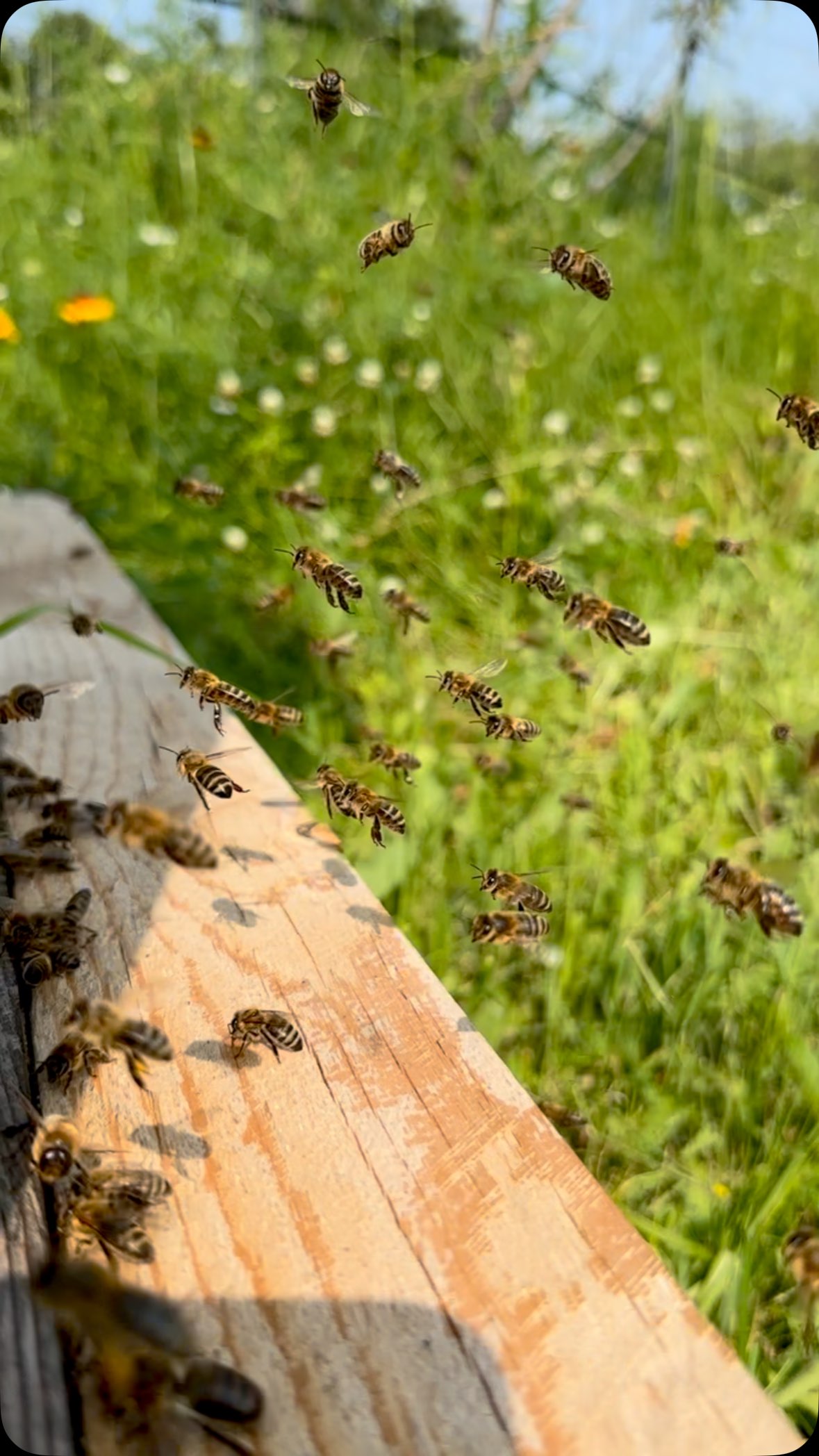Wiener Walzer vor unseren Bienenstöcken in Wien 🥳
🇦🇹
#wienerwalzer
#stammersdorf
#biohonig
#wienliebe
#tradtionelleshandwerk #biene #honigbiene #WienerBienen #OpernballMalAnders #Bienenwalzer #FluglochTanz #WienerSchmäh #Bienenliebe #UrbanBeekeeping #BienenstadtWien #VorDemKaffee #WienerCharme #NaturInWien #DreivierteltaktMitFlügeln #WalzerImStock #HonigHauptstadt #WienWieEsSummtUndTanzt #MiniOpernball #BeesOfVienna #BienenMitStil