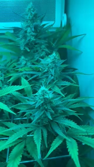 Ultimate Seeds' La Bomba💣💣 grown in the Minigrow One.