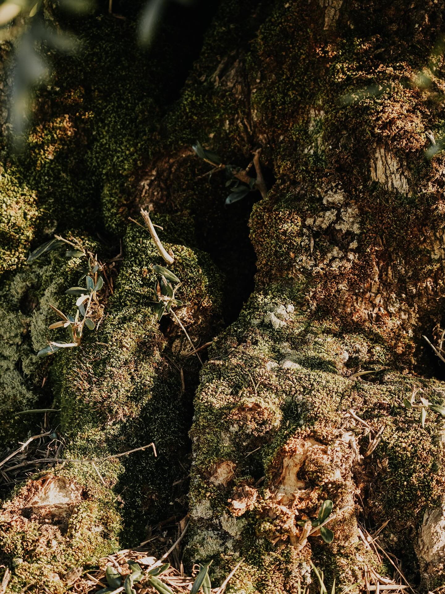 La raíz de lo que somos.