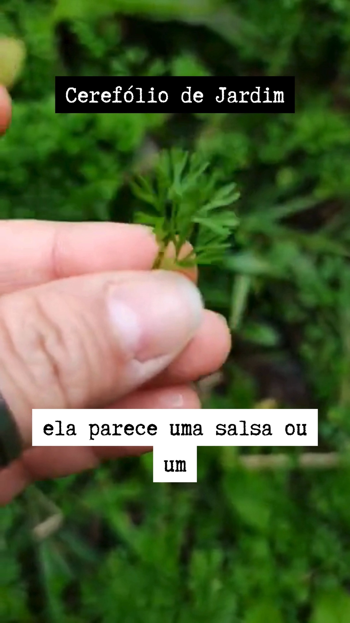 Conhece? De sabor anisado, parente da salsa e do coentro. Cheiro de salsa e sabor bem suave!
Nasceu sozinho, e pelo visto gosta de frio e umidade.
Conheça o cerefólio de jardim!
Ponto para quem acertou nos stories :)
#cerefolio #panc #temperopanc