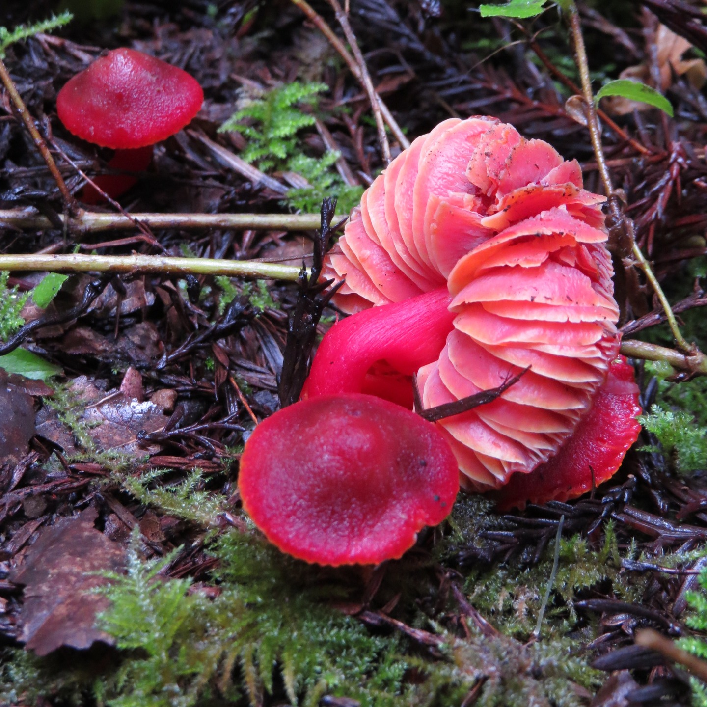 "Fuchsi" by Joshua Becker
Found in Big Basin along the Skyline-to-Sea Trail. Wet weather. Hygrocybe coccinea
Learn more about these lovely mushrooms in this article by Noah Siegel on ffsc.us:
https://ffsc.us/MOM/2016/Waxy
#mushroomphotography