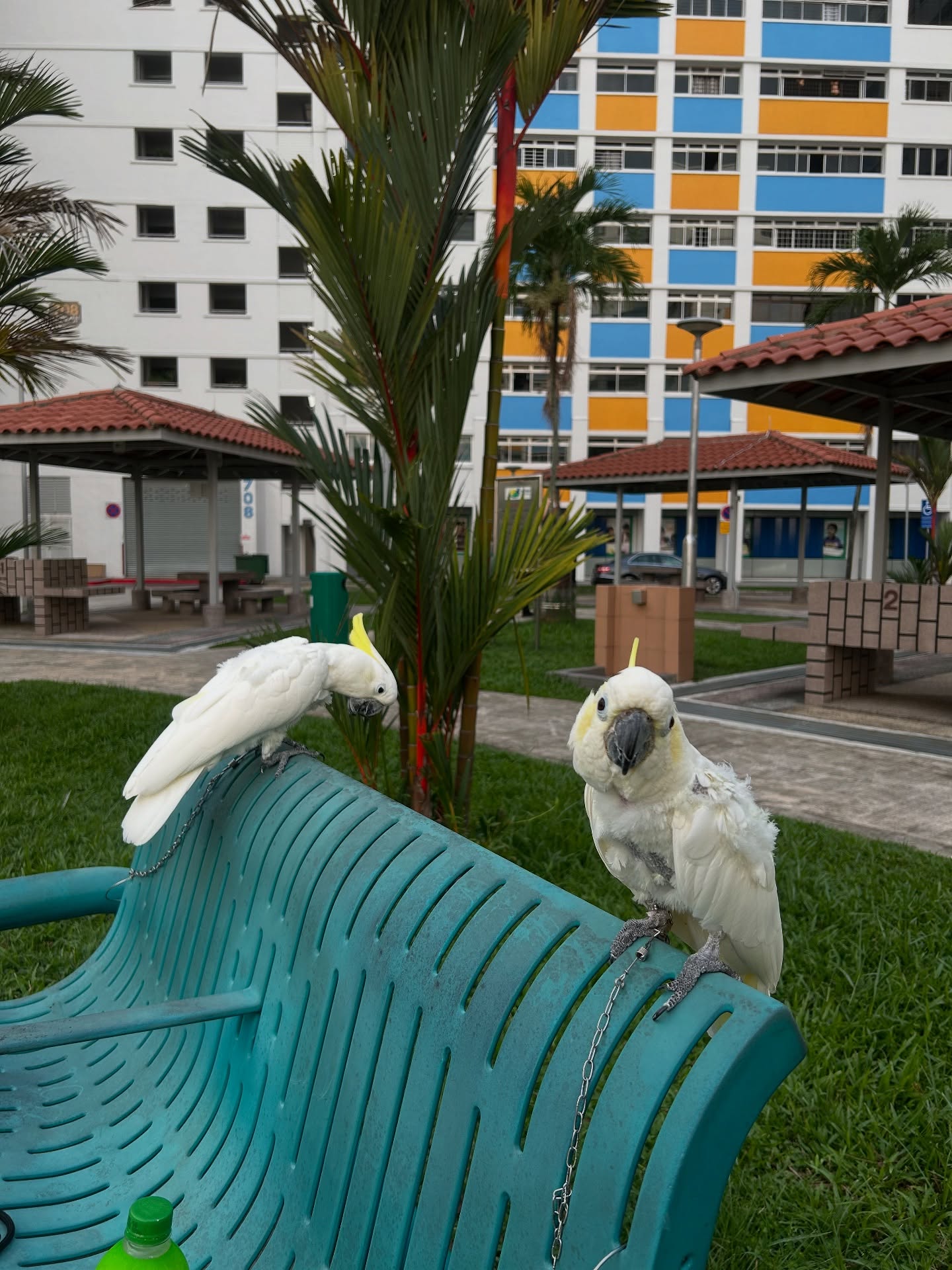 just with the cockatoos today 🦢