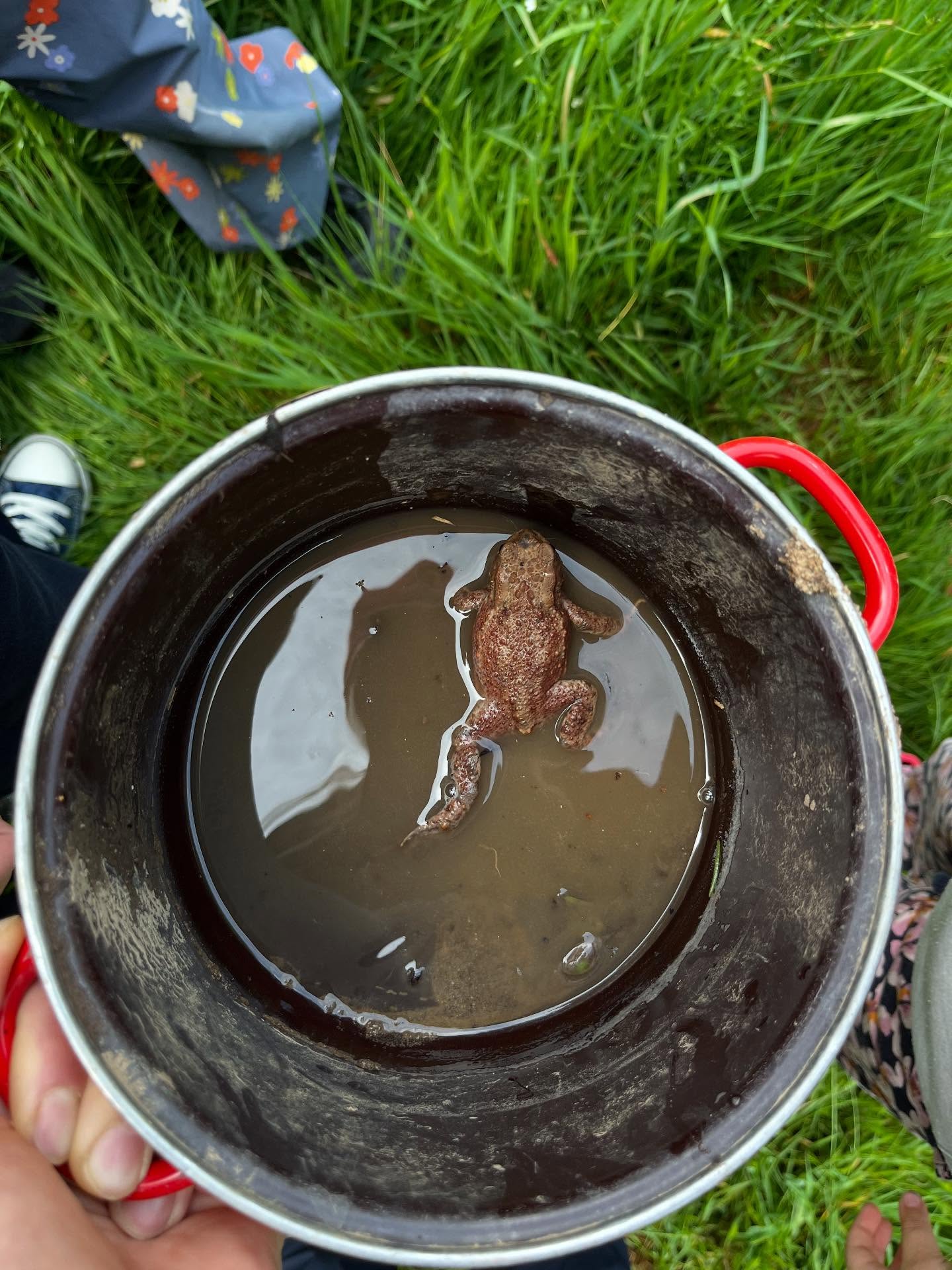 Tierischer Besuch 🐸🪹🪶🐣
Unsere Vögel im Wald sind ziemlich mutig. Sie bauen schon das zweite Jahr in Folge, ihr Nest bei uns im Kindergarten… ziemlich spannend 😁 die Kinder beobachten gerne, wie die Eltern immer wieder vorbeikommen und Futter im Schnabel mitbringen.
Diese Woche haben wir weiter mit unserem Wasserthema gearbeitet und z.B gematscht, versucht einen Staudamm zu bauen, Wasser Phantasiereisen gemacht, Bilder zum Thema gemalt, gebastelt und Bücher angeschaut.
Parallel dazu haben die Schukis sich mit dem Verkehr auseinandergesetzt und gelernt, was es für Schilder gibt und was sie bedeuten. Im Rahmen der Verkehrserziehung gab es wie jedes Jahr, den Ausflug zur Burg Vlotho. Auf dem Weg dorthin, wenden die Schukis ihr neu erlerntes Wissen an und zeigen, wie man eine Straße überquert.
#wald #waldkindergartenliebe #waldkindergartenkind #waldkinder #waldkindergartenpädagogik #waldkindergarten #waldkindergärtennrw #vlotho #kind #kinder #natur #tierliebhaber #tierbesuch #tierbabys