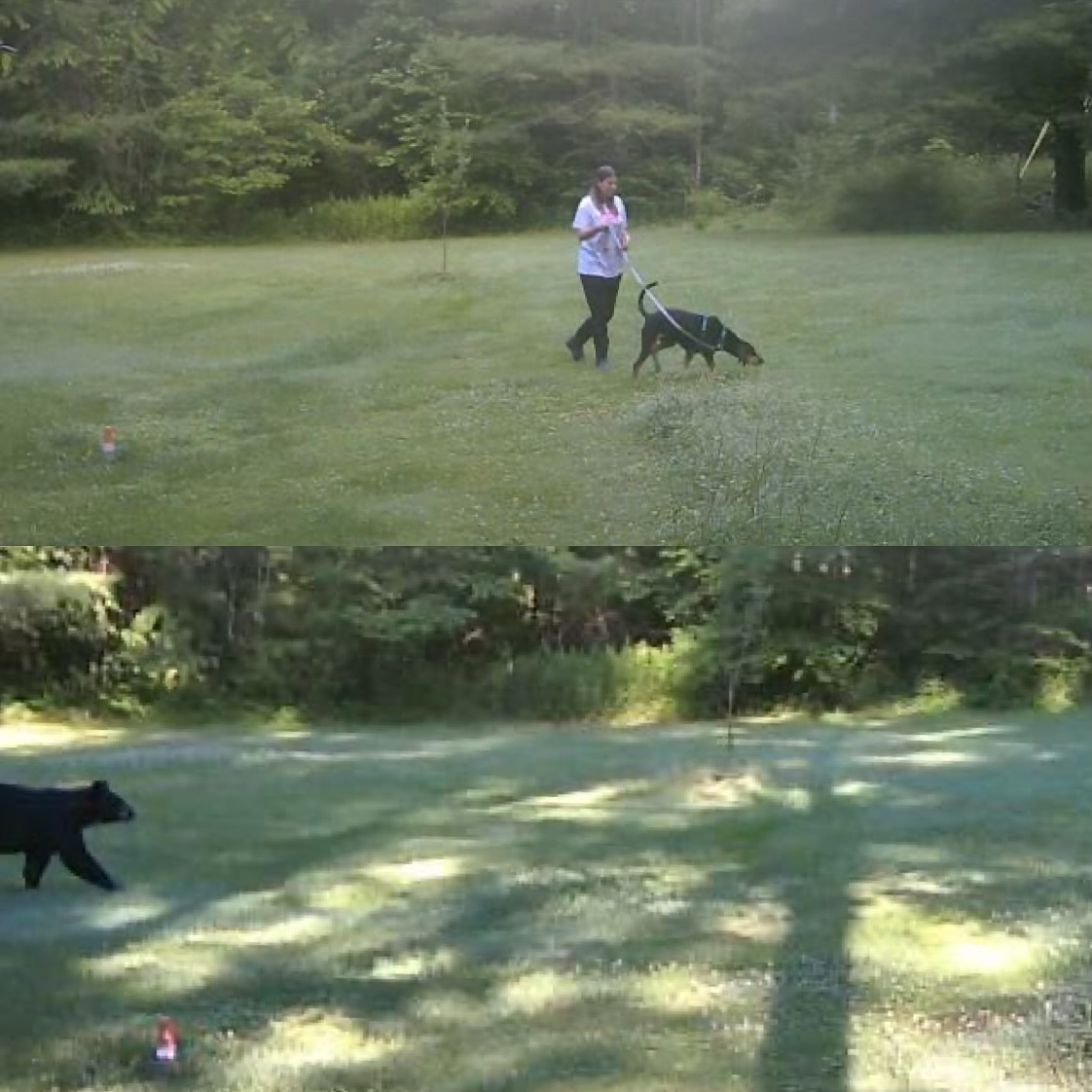Bubbles ‘👃 went nuts on our walk this morning, looking up in the trees, barking, she was having a great time. I imagined us walking up on bear and the wild ride she would most definitely take me on 🦮😂 Spotted 30 minutes later…..🐻
3B’s backs up to conservation area. We have lots of wild critters. Spotted this morning: chipmunks, bunnies and bears, oh my!
#dogfriendlytravel #travelwithdogs #dogsofasheville #dogfriendly #dogfriendlyhotel #welovedogs