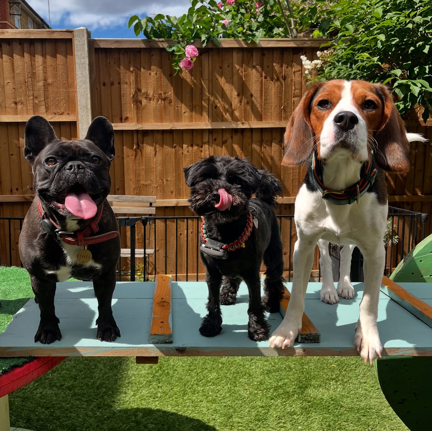 It’s all fun and games when you are at doggy daycare with your best pals🫰🏻🐶🐾🌞
.
.
.
.
#doggydaycare #dogsoflondon #petstoplondon #dogsofinstagram #dogcarer #dogwalker #parklife #dogdaycare