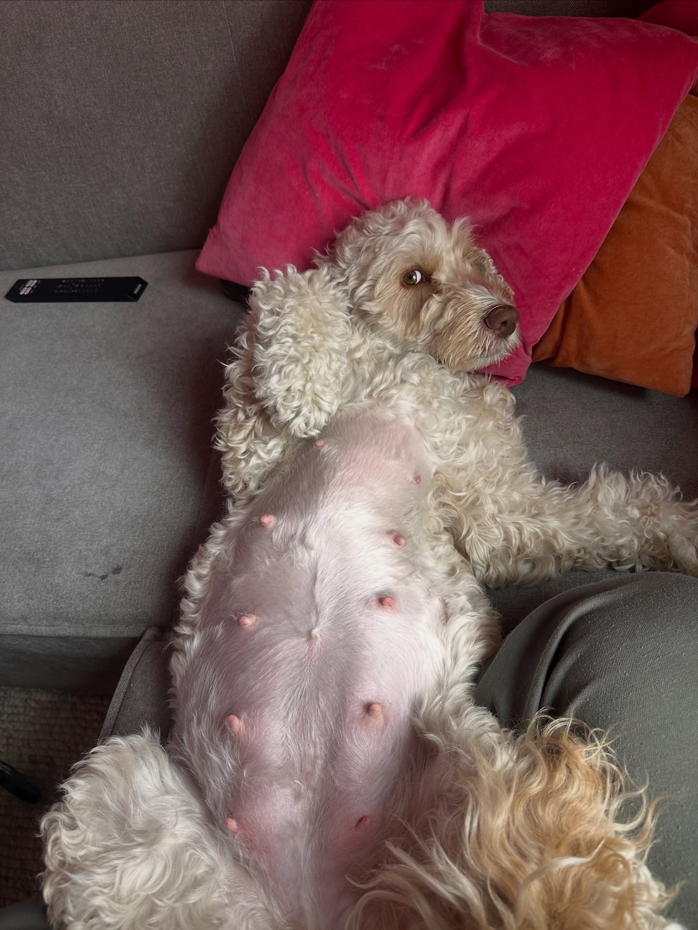 Puppies right around the corner🥹 due date on sunday but I just caaaaan’t wait to meet them🥺