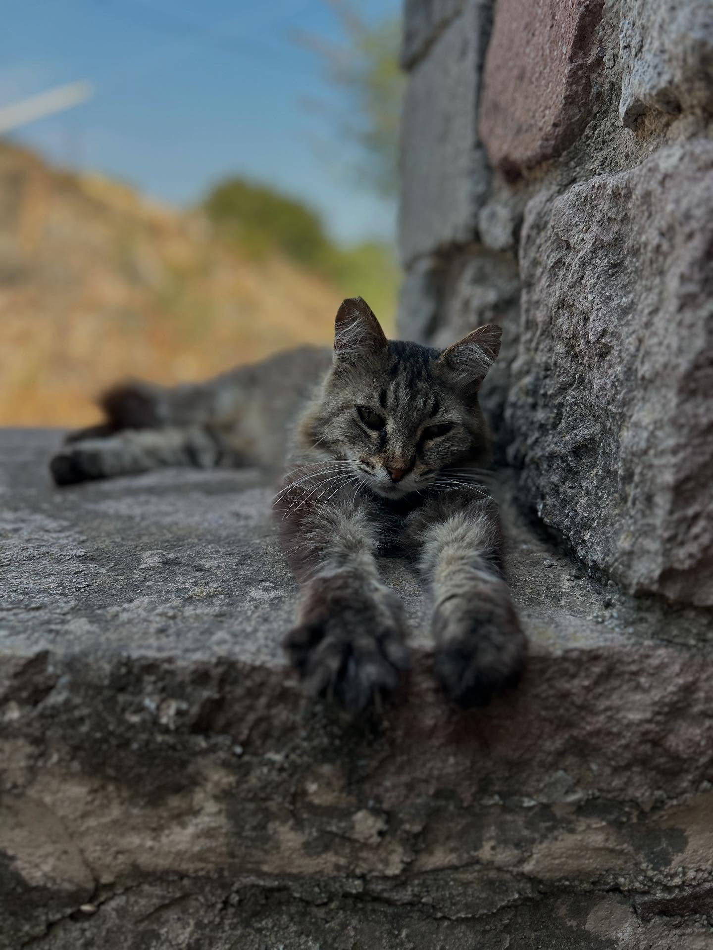 Wildlife of #Metochi sharing our study space with us 🇬🇷 Somehow they don’t seem as stressed as the students who are putting together their final presentations for our last day here in #Lesvos