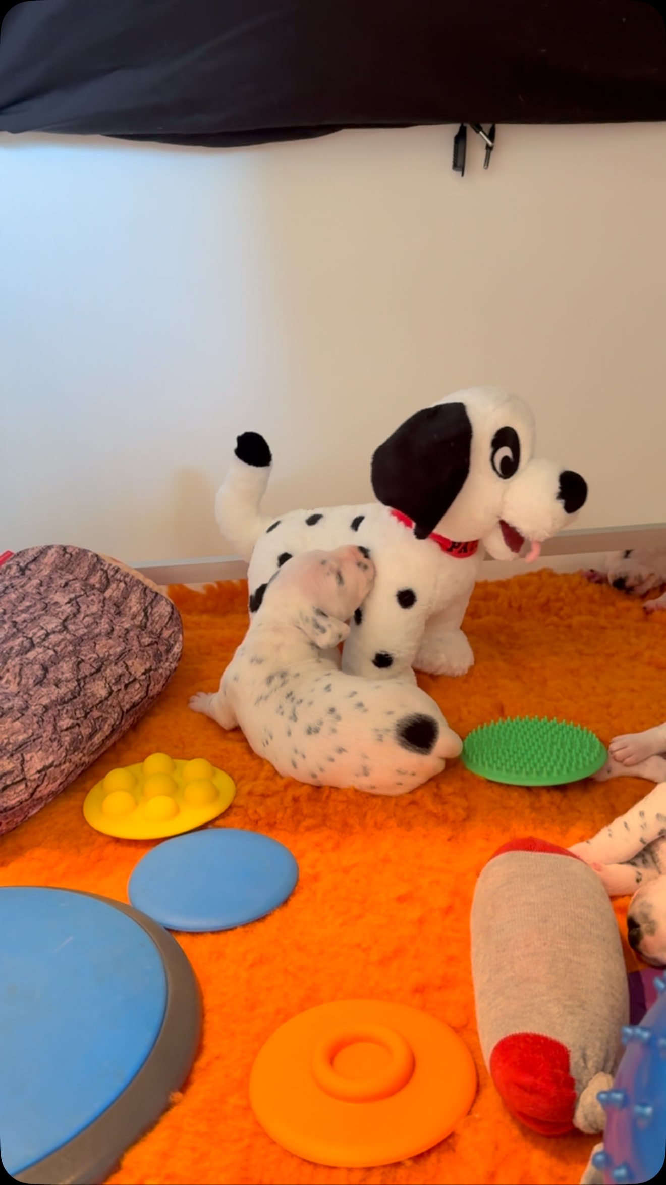 Weg met die nep dalmaat!😂
#vanonderen! #geen101 #alleenechtehondjes