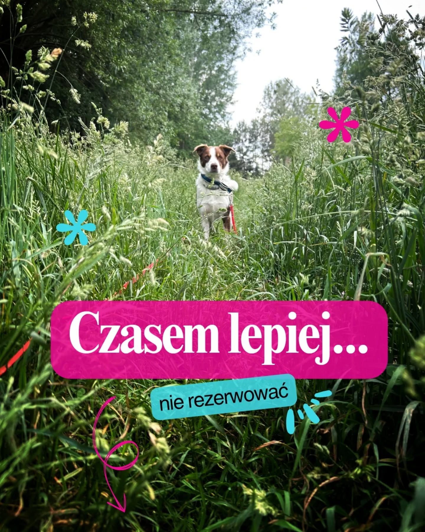 🐾 Co oznacza, że pies nie jest gotowy na hotel?
Czasem słyszymy: „On sobie poradzi, nigdy nie był sam, ale jakoś to będzie.”
A my wiemy, że „jakoś” to zdecydowanie za mało.
W Merdu-Merdu nie przyjmujemy:
❌ psów z lękiem separacyjnym
❌ psów z epilepsją
❌ psów z agresją wobec ludzi
I nie chodzi o brak chęci.
Chodzi o odpowiedzialność – wobec psa, innych psów i nas samych.
🔸 Pies z lękiem separacyjnym nie odpoczywa bez człowieka obok. Będzie się stresować, szczekać, niszczyć – a my nie jesteśmy w stanie zapewnić mu obecności człowieka 24/7. To trudne i dla niego,i dla innych psów w hotelu i dla nas.
🔸 Epilepsja to choroba wrażliwa na stres i emocje. Napady często pojawiają się, gdy pies zostaje sam, kiedy napięcie opada. W hotelu nie jesteśmy w stanie zapewnić mu warunków, które to ryzyko minimalizują.
🔸 Psy agresywne wobec ludzi są dla nas zagrożeniem. Szanujemy siebie i swoją pracę. Nie przyjmujemy psów, przy których opieka wiąże się z realnym ryzykiem pogryzienia.
🐕 To nie znaczy, że pies „jest trudny”. To znaczy, że na ten moment hotel nie jest dla niego najlepszym miejscem.
Zamiast ryzykować, warto zacząć od przygotowania.
Możemy polecić w Warszawie doświadczonych trenerami, którzy pomogą ocenić gotowość psa i – jeśli trzeba – go do niej przygotować.
📌 Mądrze dobrana opieka to nie luksus. To podstawa.
#merdumerdu #hotelpsa #pieswhotelu #opiekanapsie #piesniegotowy #psywarszawa #lękseparacyjny #epilepsjaupsa #agresjaupsa #psibehawioryzm #psiakomfort #wakacjezpsem
👉 Zastanawiasz się, czy hotel to dobre miejsce dla Twojego psa? Napisz. Pomożemy to ocenić – bez presji, z troską.
