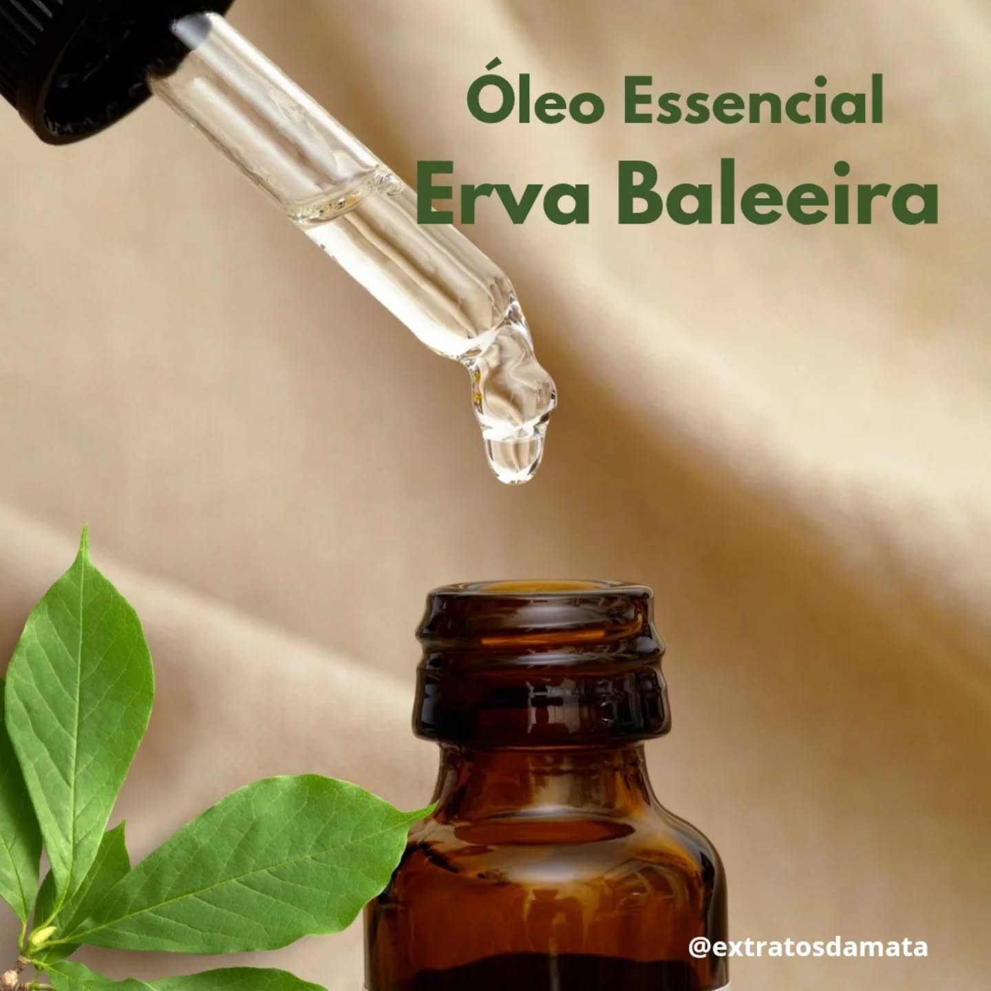 🍃 Conhecido por suas propriedades anti-inflamatórias, analgésicas e antimicrobianas. Pode ser usado para aliviar dores musculares e articulares, além de ajudar no combate a infecções e fortalecer o sistema imunológico. Também é utilizado para aliviar problemas respiratórios e promover o bem-estar geral.
💧Recomendamos diluí-lo em um óleo vegetal, como o de coco ou de amêndoas, antes de aplicar na pele. Uma diluição comum é de cerca de 1 a 2 gotas de óleo essencial para cada colher de sopa de óleo vegetal. Você pode aplicar essa mistura em áreas específicas, como músculos ou articulações, para aliviar dores ou inflamações.
Se for usar para inalção, pode colocar algumas gotas em um difusor ou em um recipiente com água quente, inalando o vapor com cuidado.
Lembre-se sempre de fazer um teste de sensibilidade na pele antes de usar o óleo de forma mais ampla e evitar o contato com os olhos e mucosas.
✔️ Além disso, é importante consultar um profissional de saúde antes de usar o óleo, especialmente se estiver grávida, amamentando ou com alguma condição de saúde.
Estamos aqui para ajudar se precisar de mais dicas!🤳
#extratosdamata