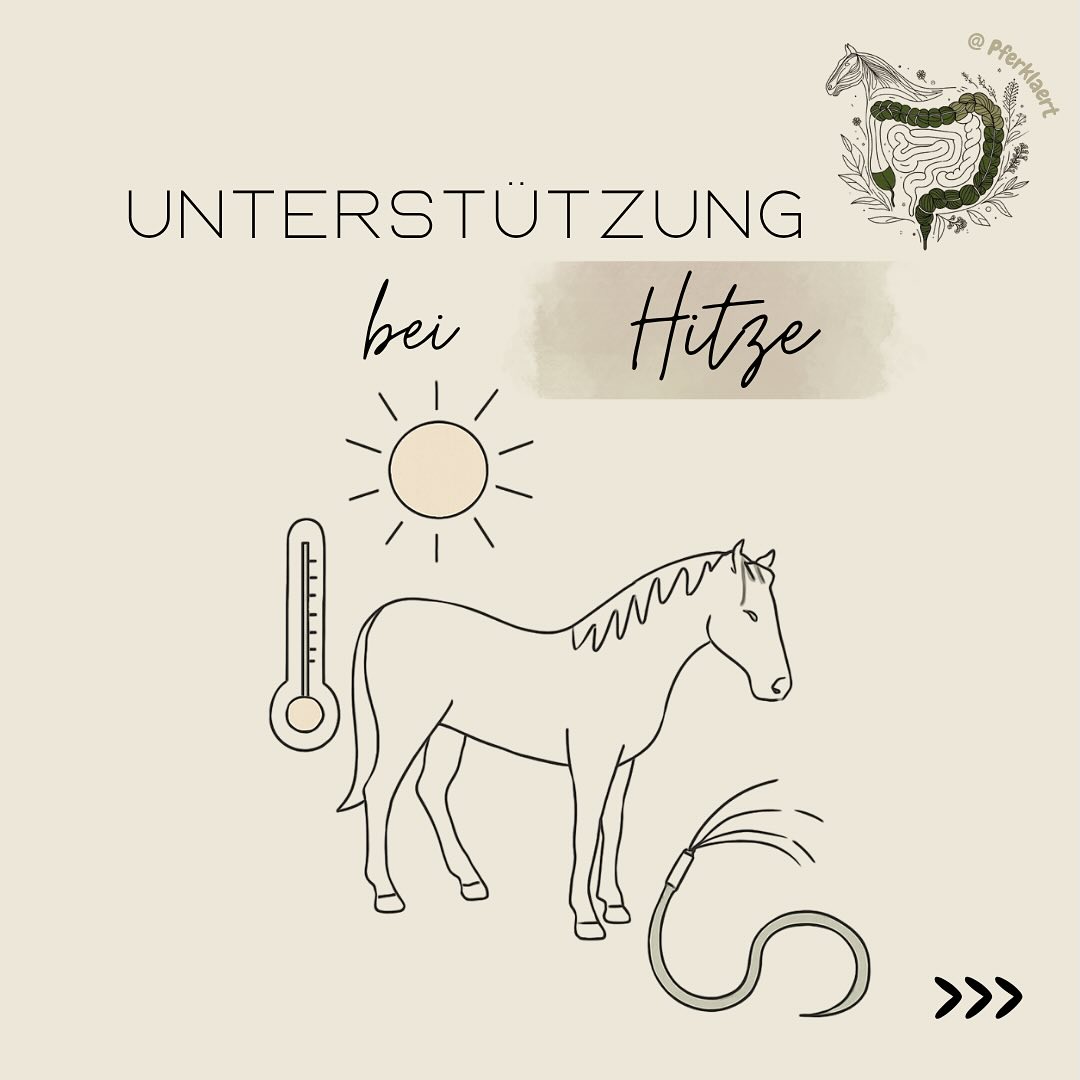(Werbung, wegen Markennennung)
Pferde & Hitze – dein ultimativer Sommer-Guide! 🌡️🌿
Die Sommer werden heißer – mit über 30 °C ist Hitzestress keine Seltenheit mehr. Dabei fühlen sich unsere Pferde bei -5 bis +15 °C am wohlsten. Temperaturen über 25°C können bereits Hitzestress auslösen. Besonders gefährdet sind ältere oder vorerkrankte Pferde, Fohlen, übergewichtige Pferde, dunkelhaarige Pferde und solche mit viel Fell. Mit diesen Tipps hilfst du deinem Vierbeiner, die Hitze gut zu überstehen: 👇
🌳 SCHATTEN
Pferde suchen instinktiv Schutz vor Sonne.
✔️ Bäume, Unterstände oder Sonnensegel bereitstellen
✔️ Alternativ: tagsüber in den kühlen, gut belüfteten Stall – nachts raus
✔️ Heu und Wasser immer im Schatten anbieten
✔️ Bei Gruppenhaltung auf genug Platz im Schatten achten (→ jedes Pferd muss einen Platz finden und liegen können)
💧 WASSER
✔️ Immer frisches, sauberes Wasser anbieten in lebensmittelechten Behältern
✔️ Behälter täglich reinigen – Keime lieben warmes Wasser
✔️ Bachläufe okay, stehende Tümpel meiden
✔️ Trinkmuffel? Mit Kräutertee aromatisieren!
💡 Hydration checken: Hautfaltentest am Hals machen!
🚿 TRAING & KÜHLEN
👉🏻Intensives Training in den kühlen Morgen- oder Abendstunden, ansonsten leichte Bodenarbeit oder Spaziergänge
👉🏻Transporte möglichst vermeiden
👉🏻 Abspritzen:
- immer an den Hufen beginnen, langsam hocharbeiten Richtung Herz
- lauwarmes Wasser + Schweißmesser nutzen
- Kopf nur vorsichtig mit Schwamm reinigen
- Fluss-/Seebad erlaubt (wenn sicher!)
- Dichtes Sommerfell? Teil-Schur für bessere Thermoregulation
🦟 INSEKTENSCHUTZ
Fliegensprays: lieber natürliche Inhaltsstoffe (ätherische Öle wie Zitronengras, Eukalyptus – sparsam verwenden)
Zebradecken & Masken: verwirren Insekten & schützen vor Sonnenbrand
⚠️ keine dicken Decken unter denen sich die Hitze staut oder die Pferde stark schwitzen
🧂 MINERALIEN & ELEKTROLYTE
Pferde schwitzen und verlieren dabei viele wichtige Stoffe
✔️ Salzleckstein (z. B. Himalaya oder Bergkern) zur freien Verfügung
✔️ Mineralfutter
✔️ Elektrolyte extra nur bei starker Belastung – niemals ohne Wasser
👉🏻 Empfehlungen findest du unter den Bildern
⬇️in den Kommentaren geht es weiter⬇️
