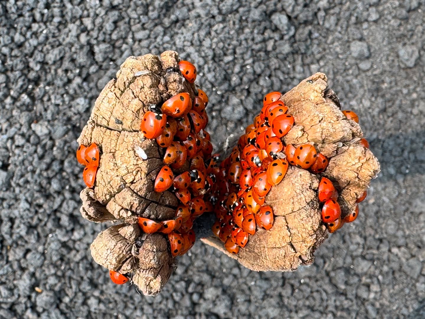 #Etna 3000 Metri Plus Tour • Per la rubrica vulcano pericoloso, spettacolare giornata ad alta quota con un fantastico gruppo 😌☀️🌋🐞 #sicily #volcanoes #sicilia #guidevulcanologichesicilia #turismodiqualità
👉Info/Prenota
🌍 https://www.etnative.com/etna-3000-metri
📲 +393780861560
📤 etnativo@yahoo.it