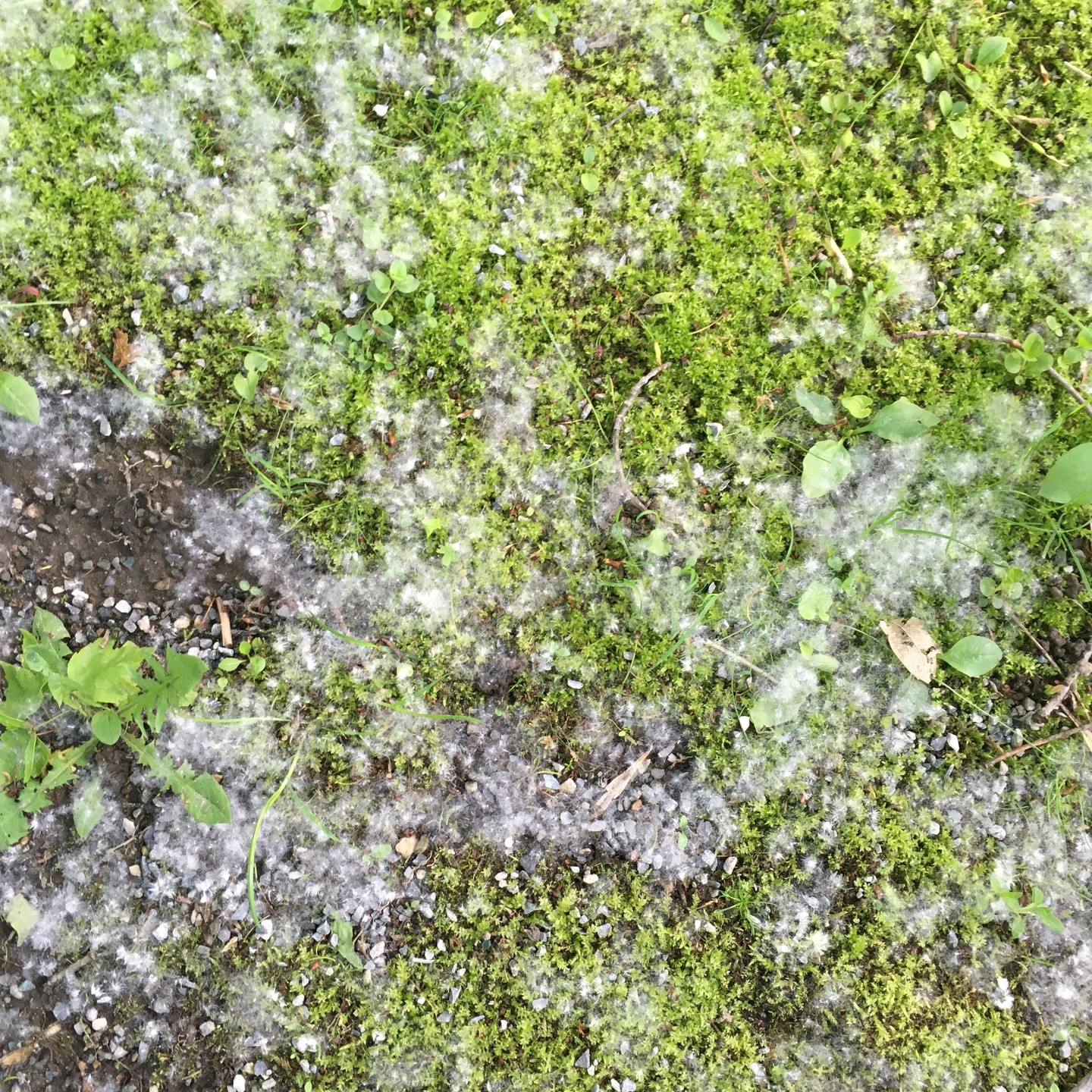 PEUPLIER DELTOÏDE 💚
🌱Avec balai en main et beaucoup de patience, on récolte les précieuses semences.