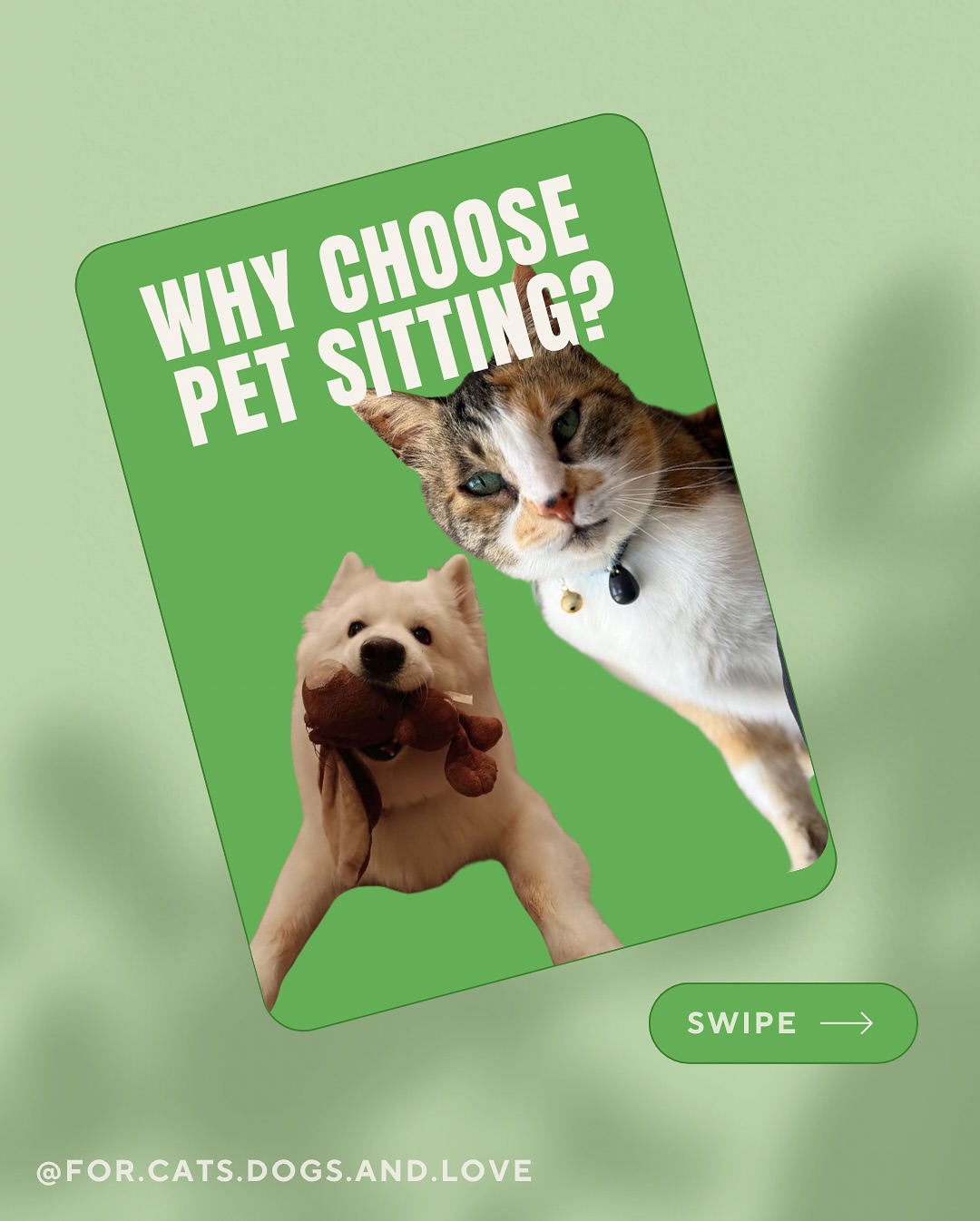 There are so many reasons to choose pet sitting! We present some additional reasons here 🐶🐱