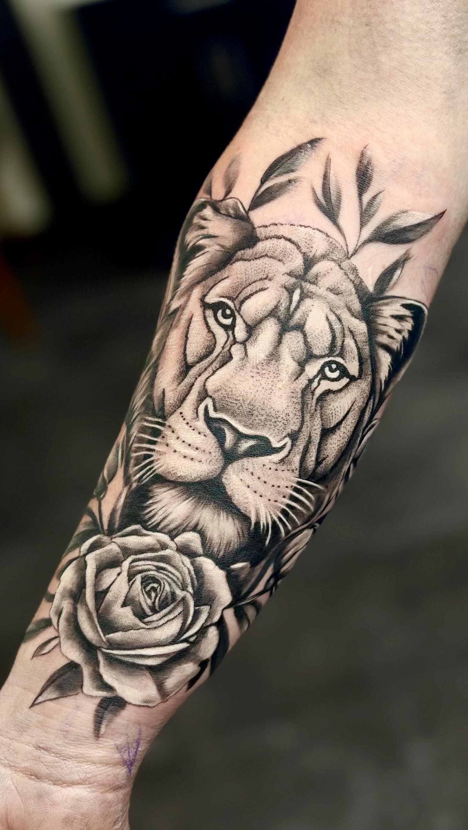 A lioness embodies loyalty, courage, and protective instincts, guarding what she loves with unwavering resolve. The rose, timeless in its elegance, reflects the delicate yet enduring nature of love and grace. Together, they form a powerful symbol of duality—strength wrapped in beauty, resilience cloaked in softness.
✉️ DM to book your free consultation
.
.
.
.
.
#tattooculture #tattoocolor #tattooedlife #tattooinstagram #tattooedpeople #tattooofinstagram #tattoofineline #tattoostagram #tattoodrawing #tattoosupply #lovetattoos #tattoosupplies #tattooinked #menwithtattoos #inspirationtattoo #tattooers #tattooman #tattooinkspiration #tattoocollector #tattoosforwomen #tattoomen #simpletattoo #tattoomaster #womenwithtattoos #tattoorealism #tattoosformen #tattoowoman #delicatetattoo #tattoosocial #kwadron