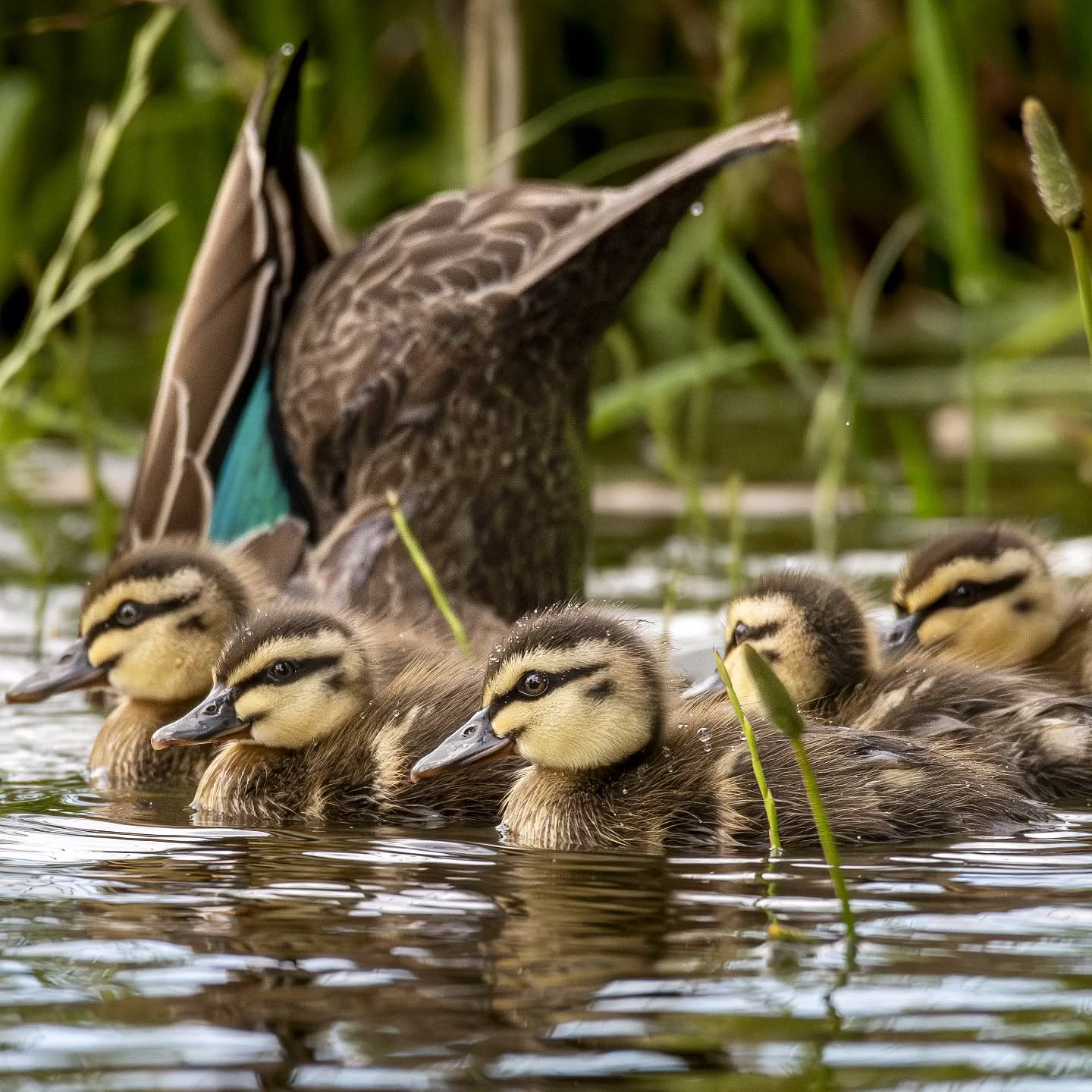Hoping for spring and the arrival of ducklings š
@aneyefordetails
#bird #birds #birdphotography #birdsofinstagram#animalsofinstagram #wildlifeofinstagram #wildlifephotography #nature #naturephotography #wild_perfection #wildlifeaddicts #nikon #nikonaustralia #planetearth #nationalgeographic #australiangeographic #sydney