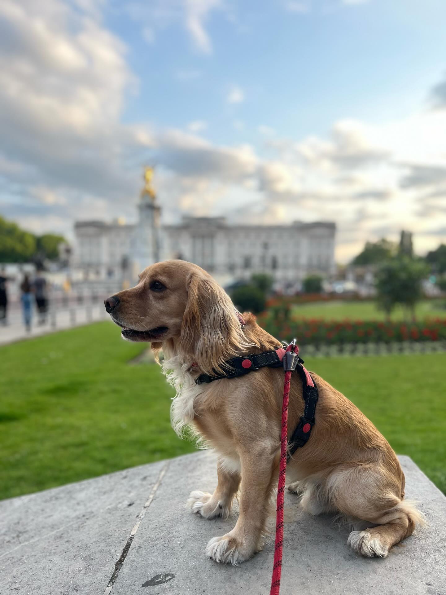 Perks of being a church dog in central London are the running views