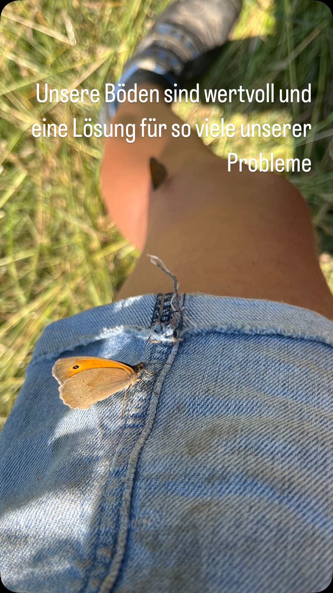 Neben dem Wasser ist der gesunde Boden unsere größte Ressource.
Offenen Boden gibt es in der freien Natur nicht, selbst ein Sandhaufen der nicht bespielt wird wächst innerhalb eines halben Jahres zu…habt ihr euch diese Wurzeln schon mal angesehen, die sind krass….müssen sie auch sein um unter diesen Bedingungen leben zu können…
Wusstet ihr dass bedeckter Boden CO2 infiltriert??? Und das in Mengen…offen gehaltener Boden im Umkehrschluss bewirkt genau das Gegenteil.
Die Bodentemperatur ist bei Bedeckung im Sommer wesentlich geringer. Und nachts wenn wir unter den Taupunkt von 19Grad kommen sparen wir uns sämtliche Bewässerung weil dieser Tau sich am vorhandenen Beikraut fängt.
Gerade im Gemüsebau werden durch künstlich offen gehaltenen Boden Unmengen von Wasser verschwendet (keine Angst es werden noch mehr Wasser Reels, man kann nie genug über Wasser sprechen)
Und wenn dann nach überstandener Dürre das nächste Starkregenereignis kommt, sind es genau diese Pflanzenwurzeln die das viele Wasser wieder in den Boden leiten. Dazu kommen die lockere Erde mit den vielen Gängen der Würmer, die als Zersetzer wiederum Nahrung brauchen die es auf offenem Boden für sie nicht gibt.
Es ist ein Kreislauf, der seit Millionen von Jahren funktioniert, wir haben es nur vergessen, sind zu bequem geworden oder ignorieren es einfach weil „Pflanzenschutzmittel“ unser Leben vereinfacht haben? Habt ihr euch mal gefragt welche Pflanzen dieses Mittel schützt? Oder ob es irgendwelche Auswirkungen auf euren eigenen Körper hat? Würde irgend jemand einen Shot von dem Zeug trinken um die Ungiftigkeit zu testen???
Also ich wär auch nicht scharf darauf einen Shot Bokashi/Hühnermist/Brennesseljauche zu trinken…müsste ich was beweisen würd ich’s aber machen….vielleicht ist dass das nächste Superfood 😂🫣
Aber jetzt mal im Ernst….wir wissen dass wir mit diesen Aktionen unsere Böden zerstören….warum hören wir dann nicht damit auf???
#permakultur #passau #klimaschutz #global #farmlife #hochwasser #dürre #vielfalt #infiltration #boden #bodenleben #wasser #kreislaufwirtschaft♻️ #natur #würmer #co2 #oneplanet #onelife #worldwide #leben #natur #umweltschutz #pflanzenwelt #globalwarming