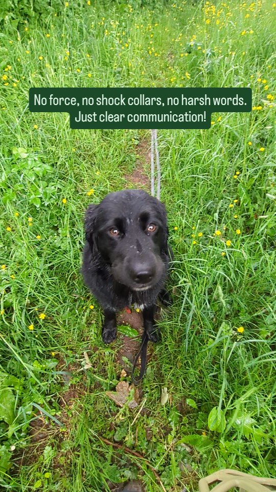 Working around livestock in the hills.
Using cues:
- No Game (disengage)
- OK (release, allowing calm engagement)
- This Way (creating space)