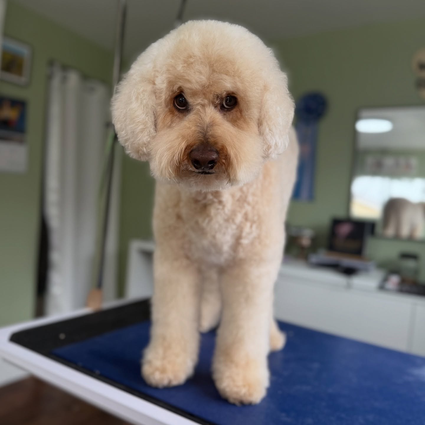 Just some cuties to brighten your day! 🐾
✨ Every tail wag tells a story… and at Malory Grooms, we’re here to make sure it’s a fabulous one! 🛁🐾
From floofy makeovers to hand-stripped glow-ups, each pup gets one-on-one pampering in a cozy, fear-free space. 💗
We specialize in the fluffiest double coats, the rarest breeds, and the most nervous sweethearts. Whether your pup needs a spa day or a confidence boost — we’ve got them covered (in love and conditioner). 💅🐶
📍Clairemont, San Diego
🖥 Book at MaloryGrooms.com
✨Because your dog deserves better than basic.
#MaloryGrooms #FearFreeGrooming #SanDiegoDogs #DogSpaDay #DoubleCoatGrooming #GroomedWithLove