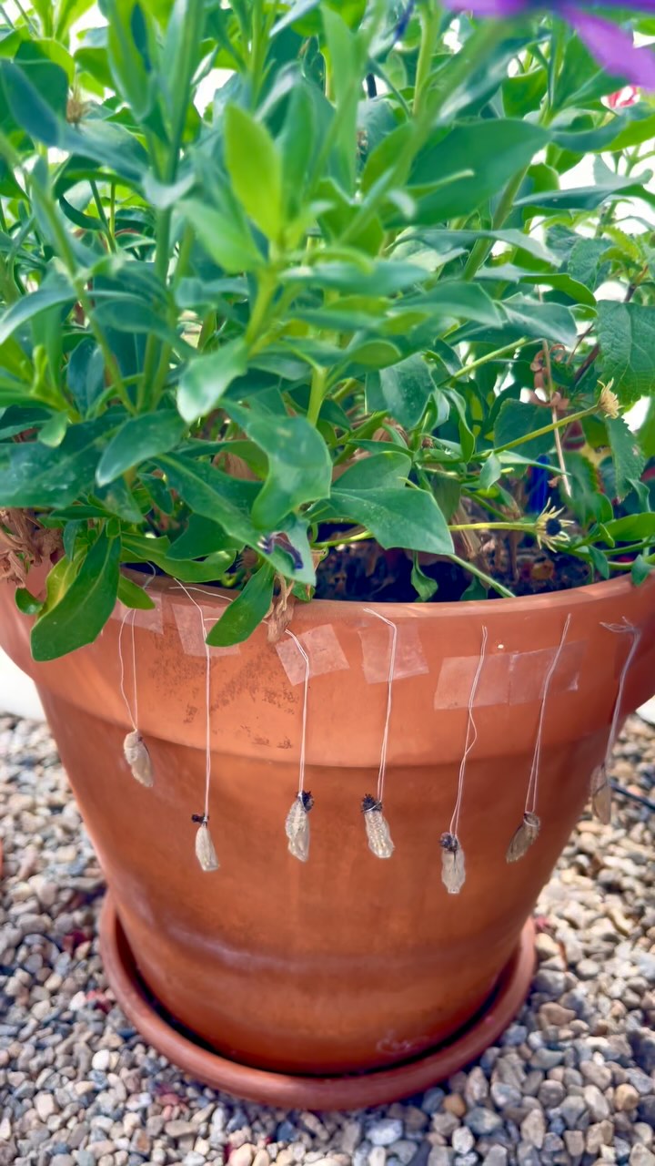 ✨ Transformation in Progress ✨
Hanging like tiny golden lanterns, these chrysalides are moments away from becoming Painted Ladies 🦋🌿 Each one carries a quiet kind of magic—proof that growth takes stillness, and beauty takes time.
This potted plant isn’t just a home for flowers anymore—it’s a nursery for butterflies.
#Blackborg #ButterflySanctuary #PaintedLady #Chrysalis #ButterflyGarden #MetamorphosisMagic #PollinatorParadise #NatureInYourBackyard #ButterflyLove #TheBloomkeeper