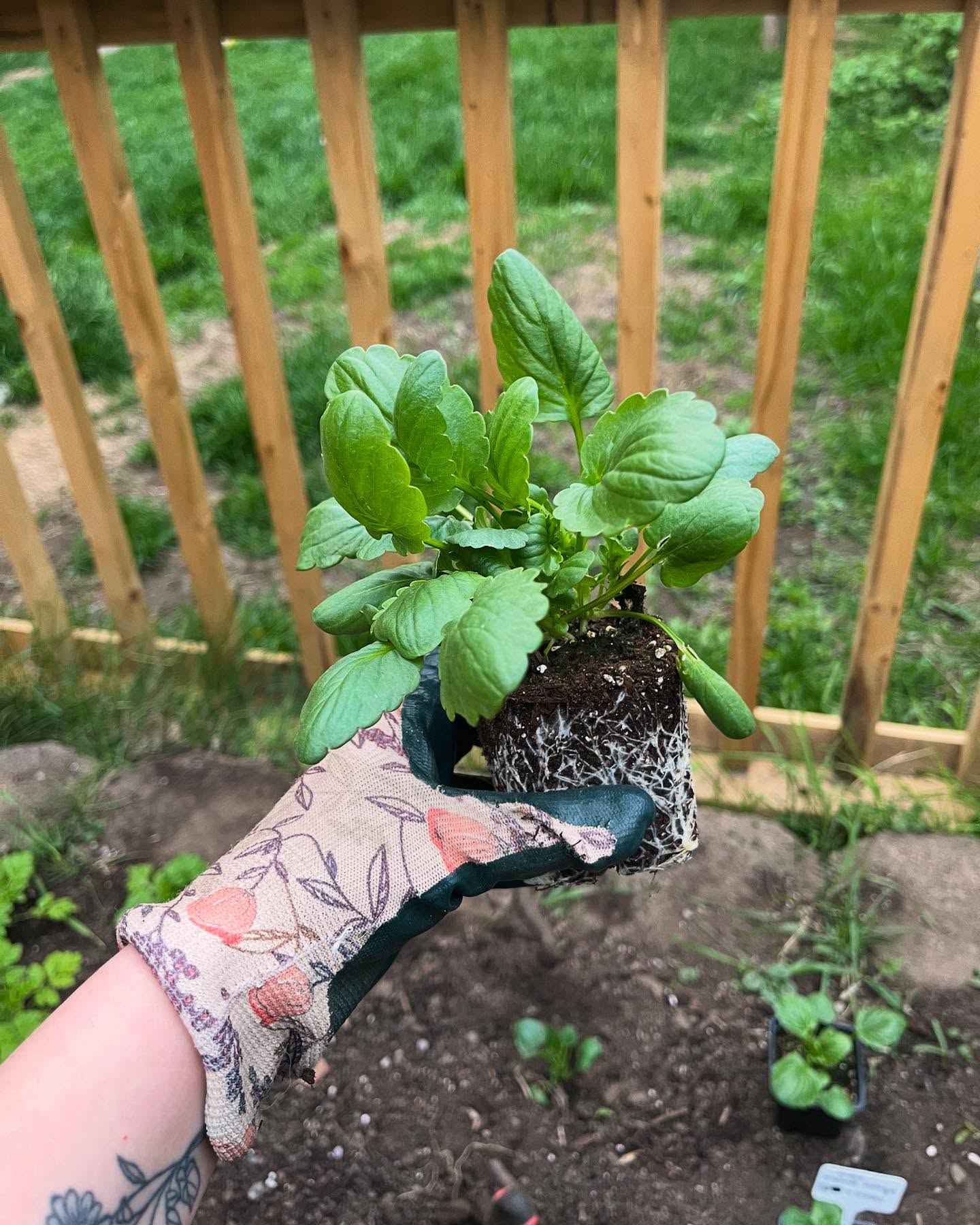 Our gardens are all planted and now we get to watch them grow! 🌿