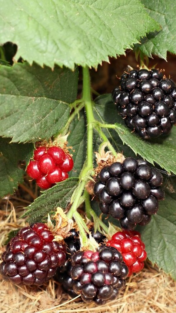 Coltivazione di piccoli frutti con intact: soluzioni efficaci per acari, afidi e tripidi. Emya, Emya IV e Thripis potenziano la resistenza aumentando la produzione di sostanze di difesa, a residuo zero e non danneggiando gli insetti utili. Per una produzione di qualità.
intact - la tua growing solution
#intactsolutions #agricolturasostenibile